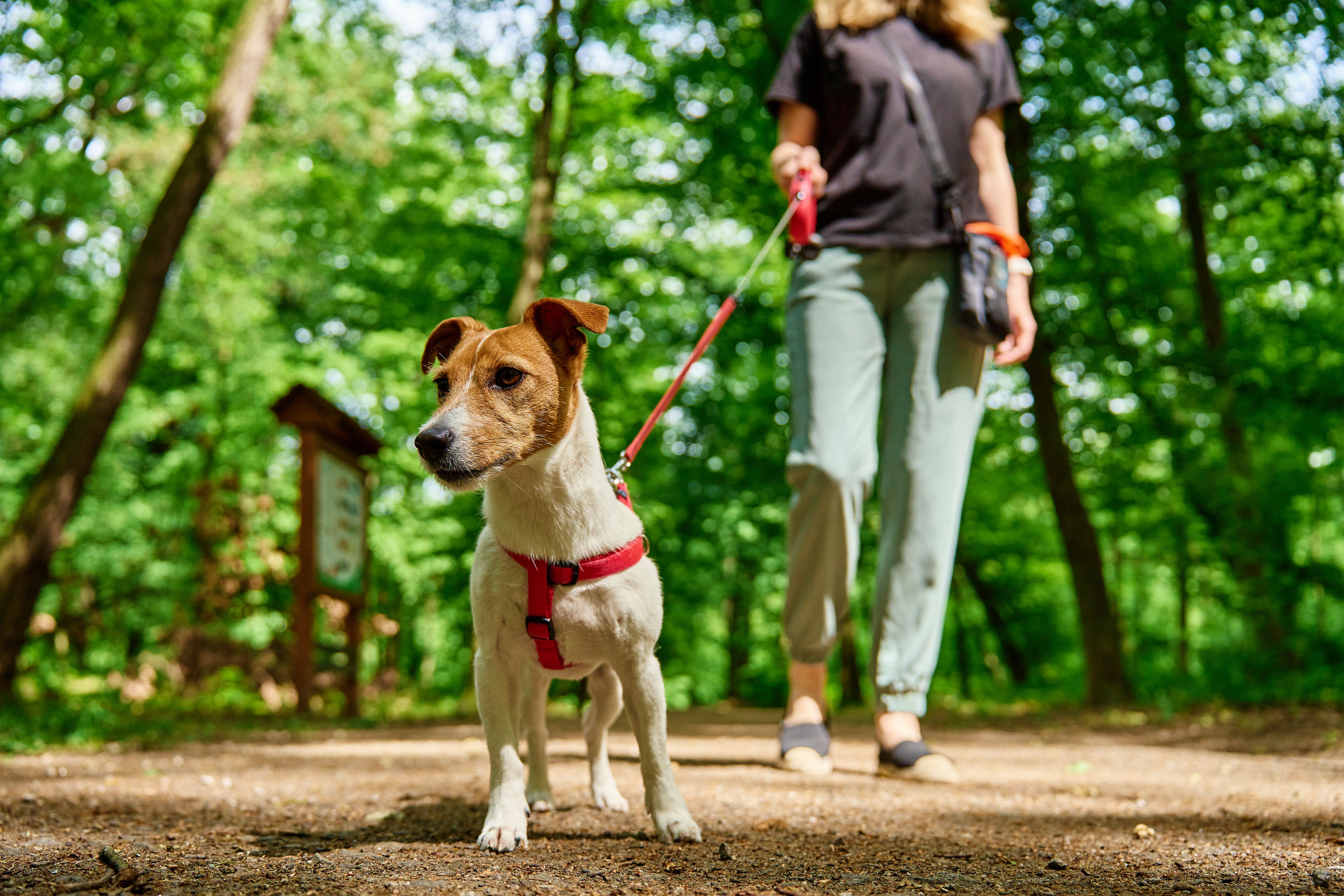 dog walk