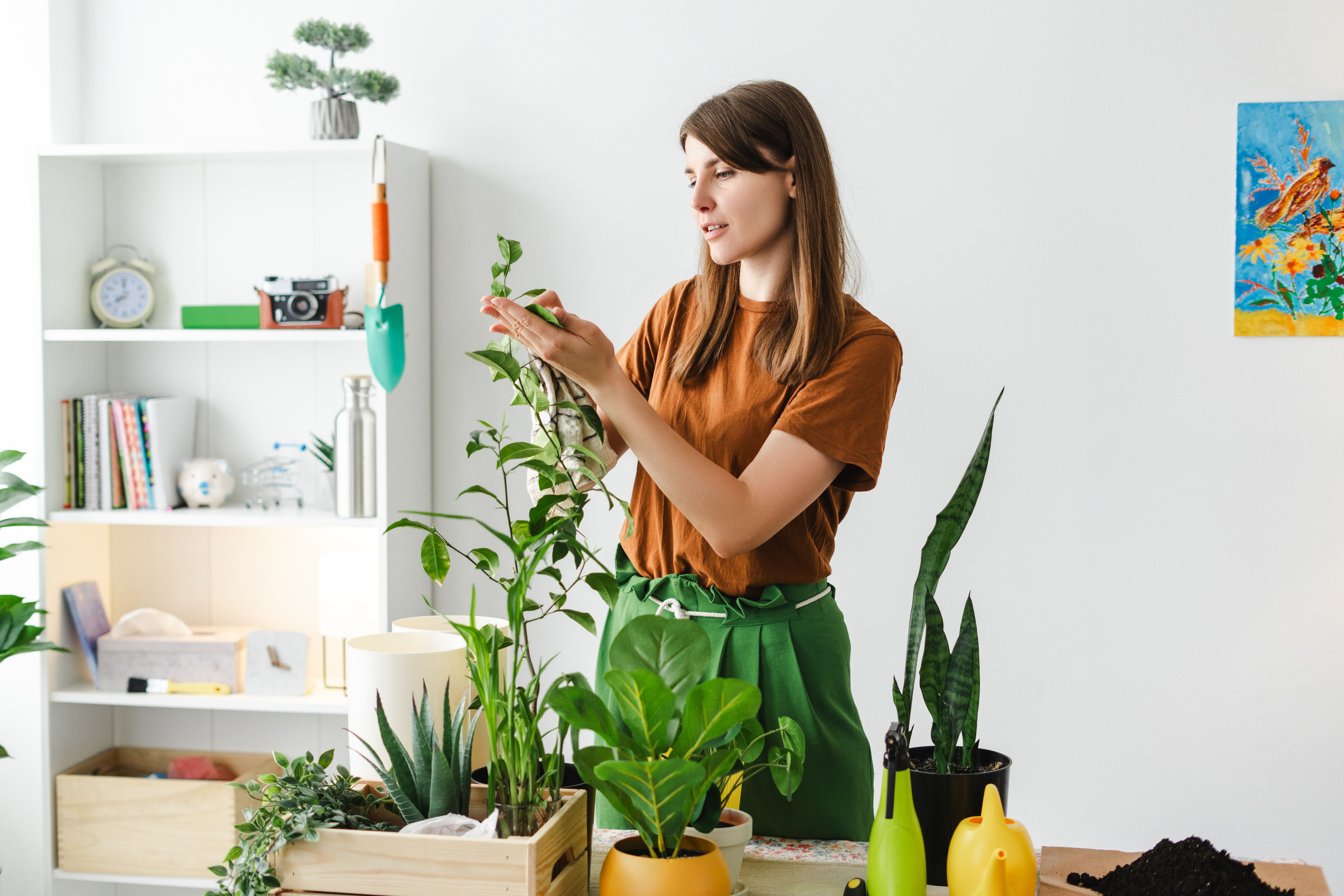 Young woman cleaning houseplants with a damp cloth in her apartment Young woman cleaning houseplants with a damp cloth in her apartment