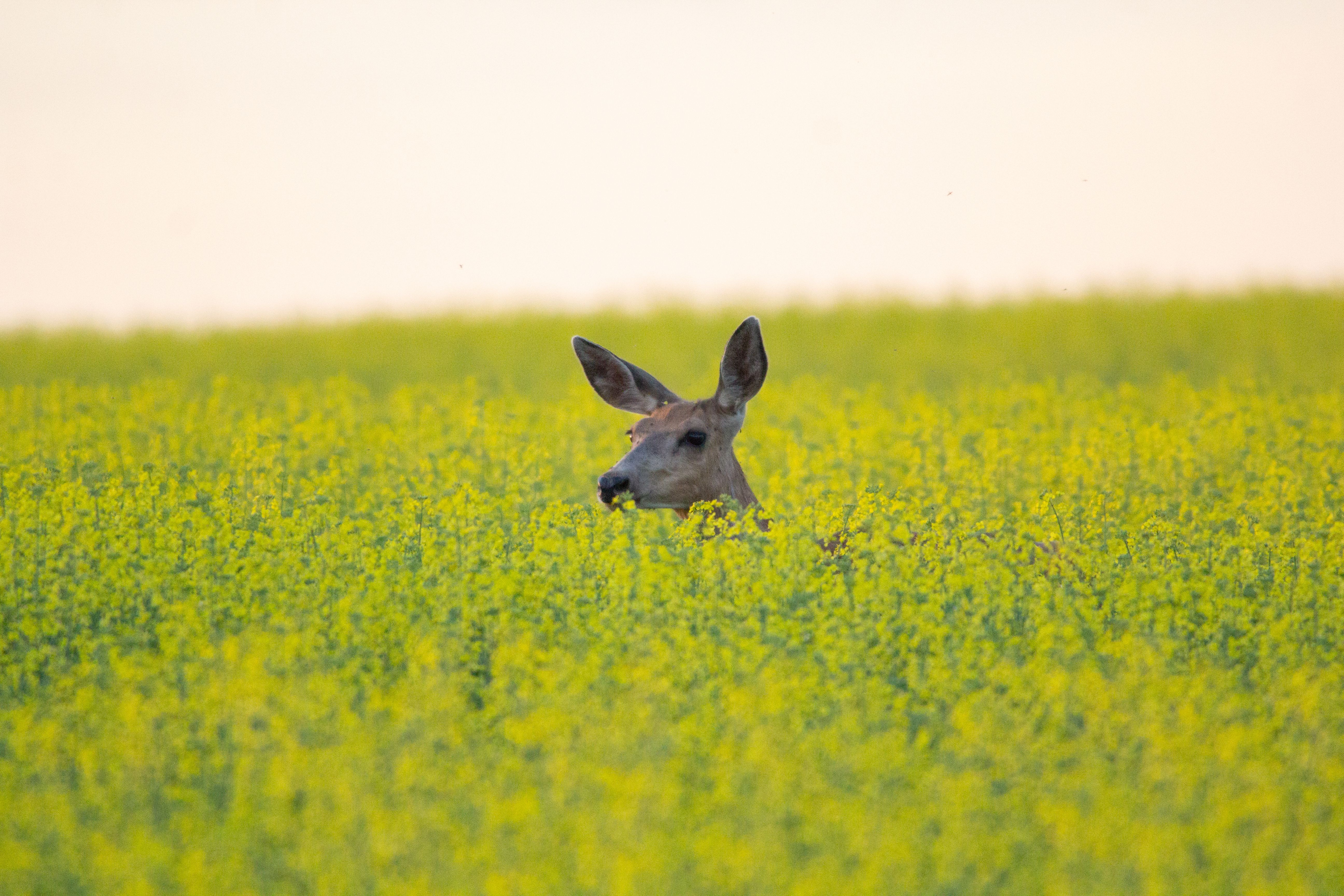 canadian prairies food