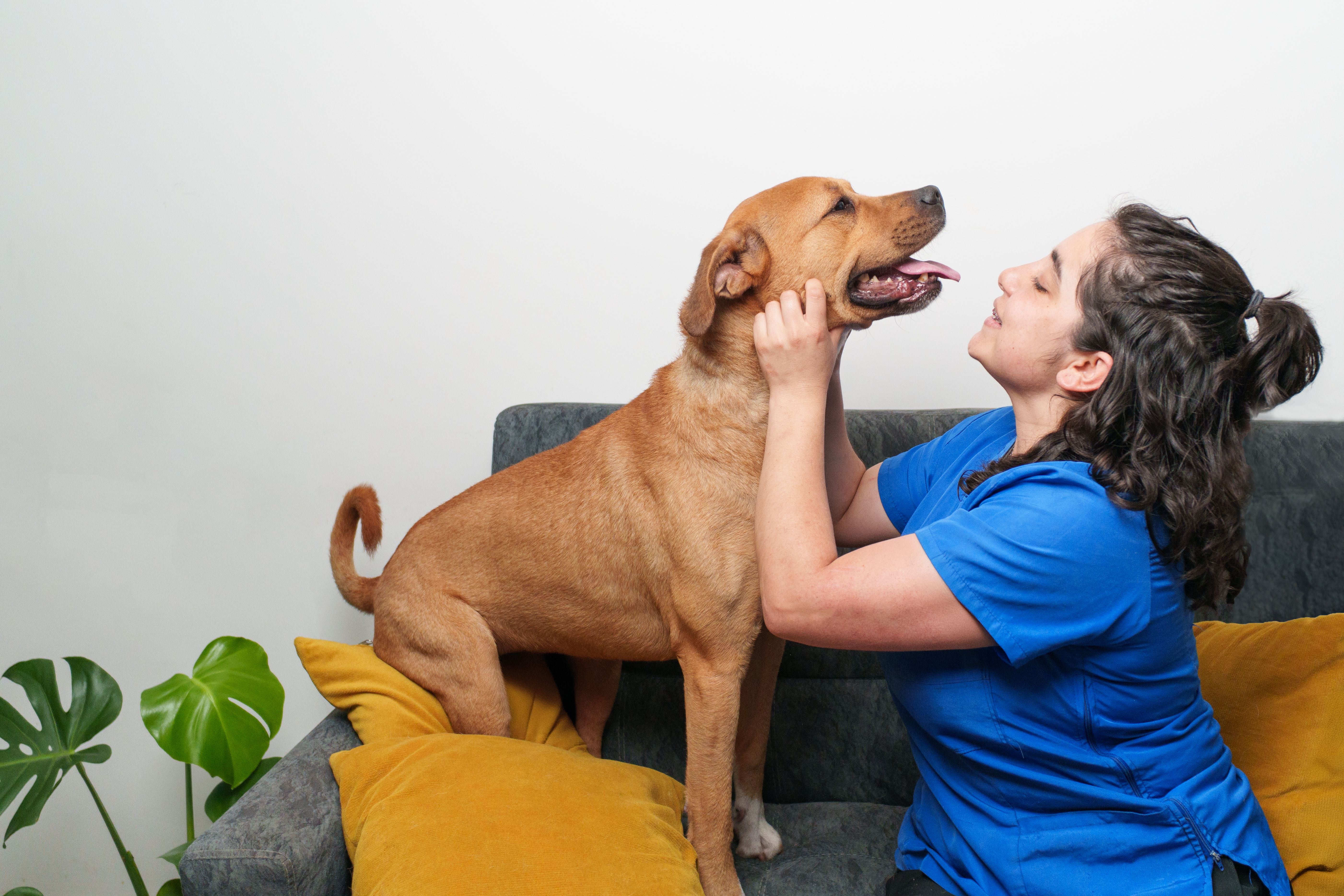 dog care staff
