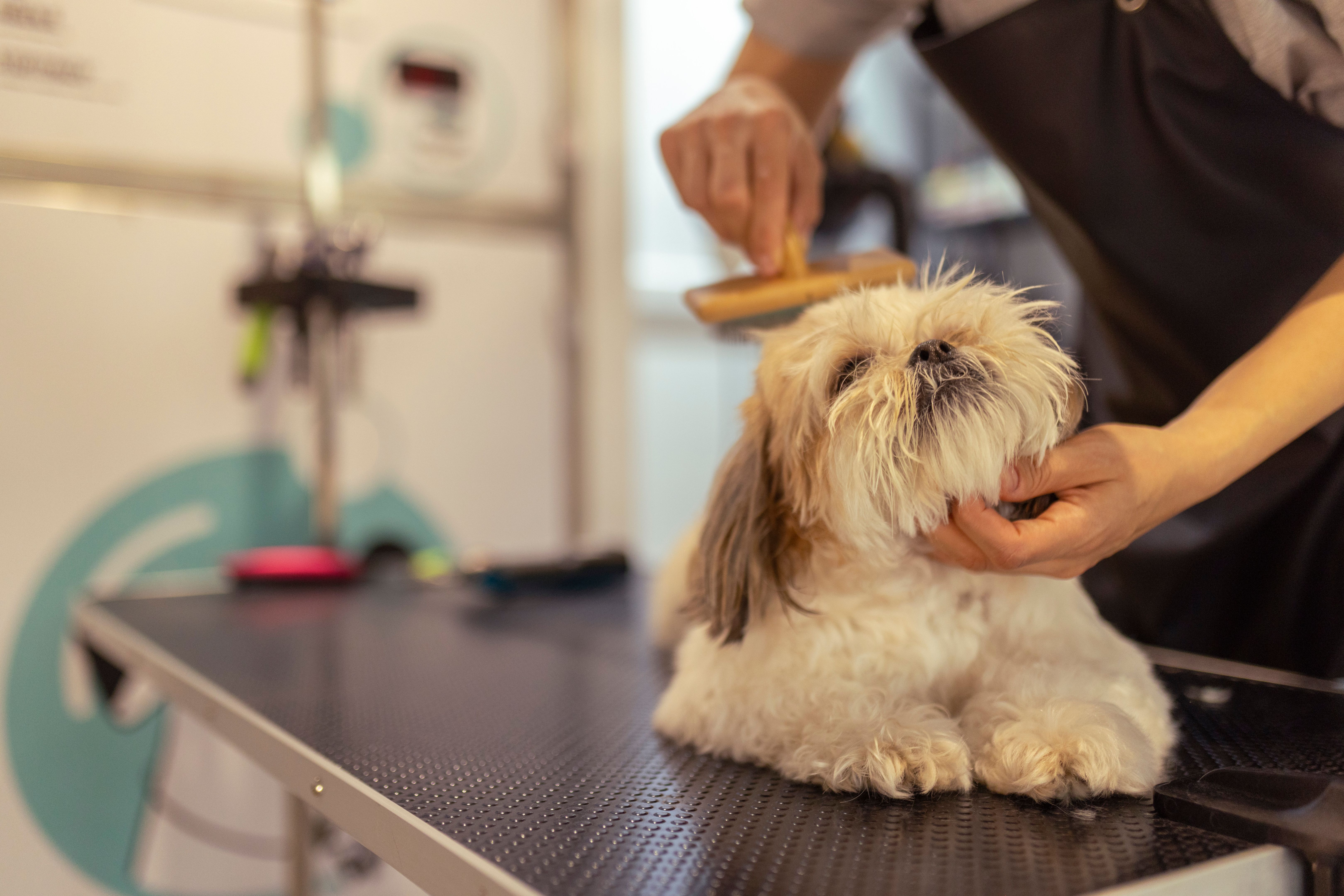 professional pet grooming