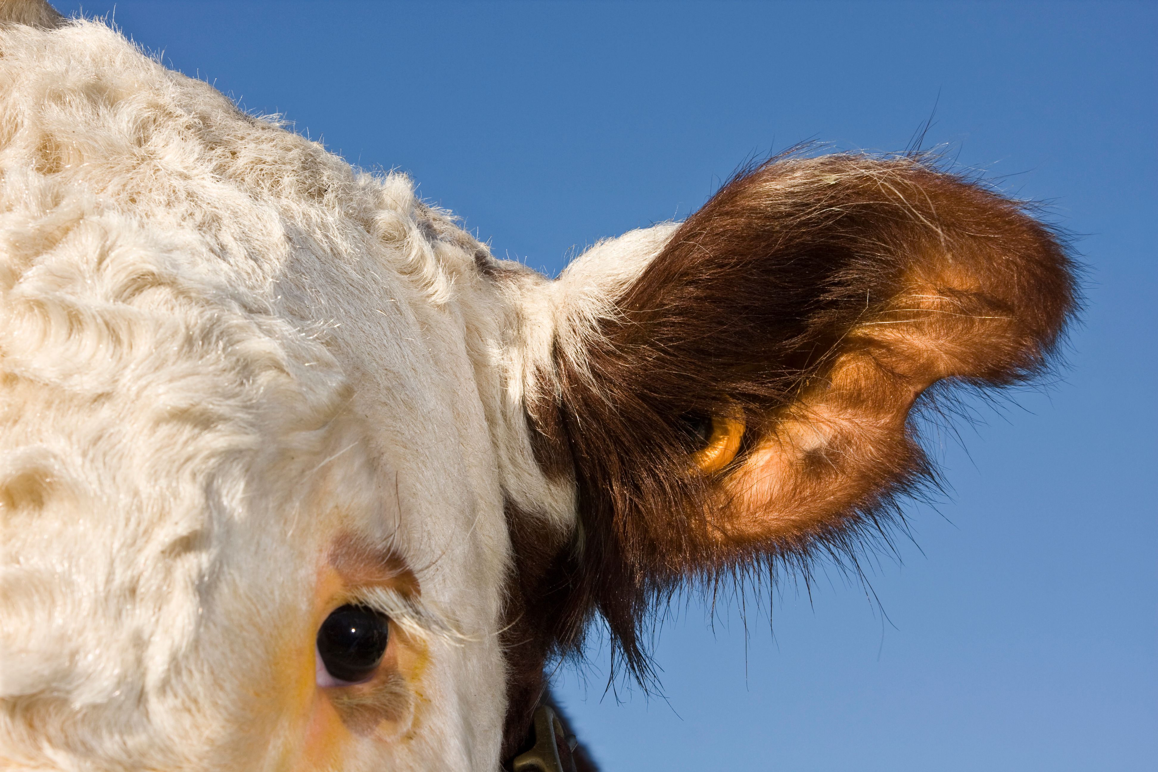 food traceability