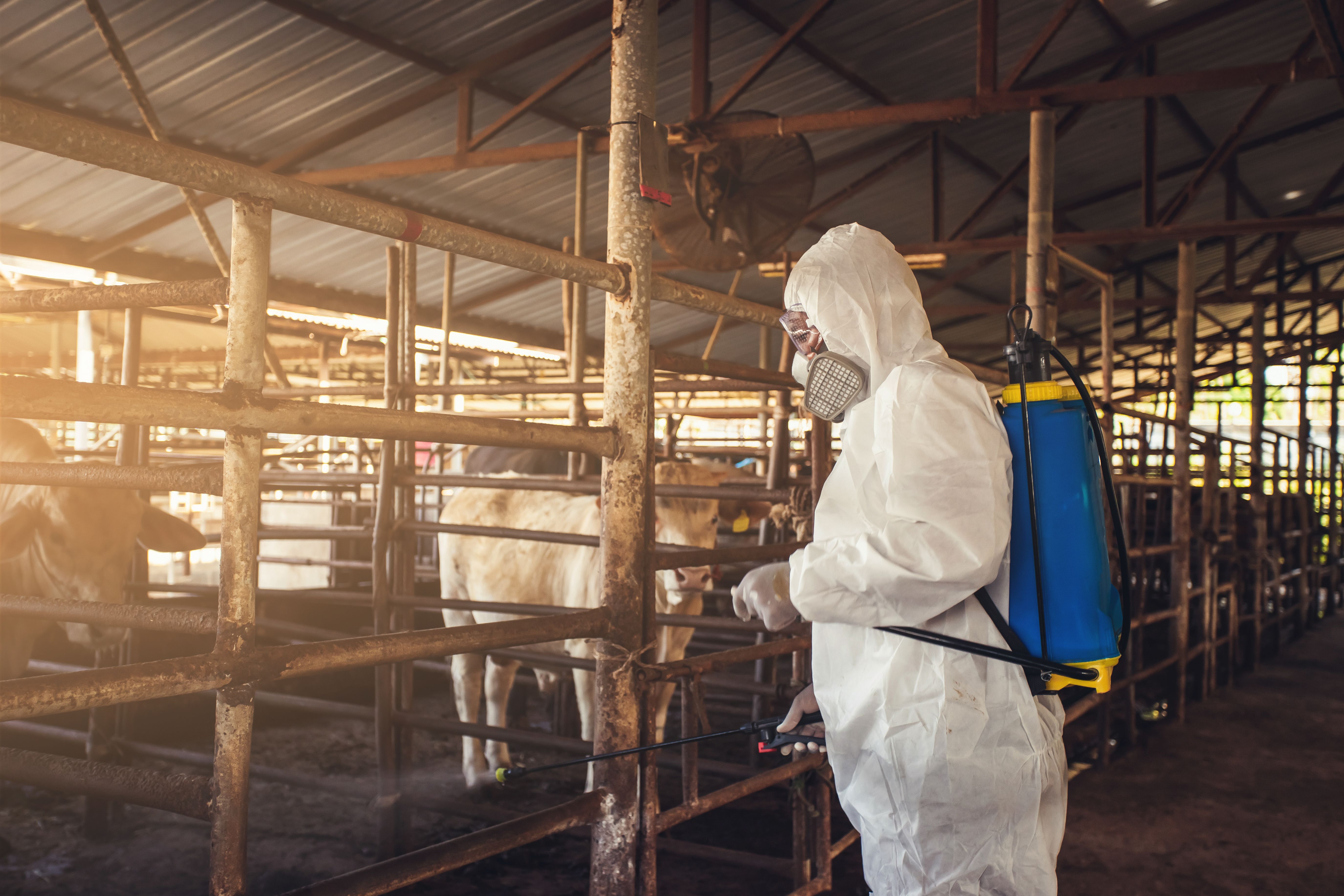 People wearing personal protective equipment or PPE with spraying disinfectant for protection pandemic of disease in cattle farm. People wearing personal protective equipment or PPE with spraying disinfectant for protection pandemic of disease in cattle farm.