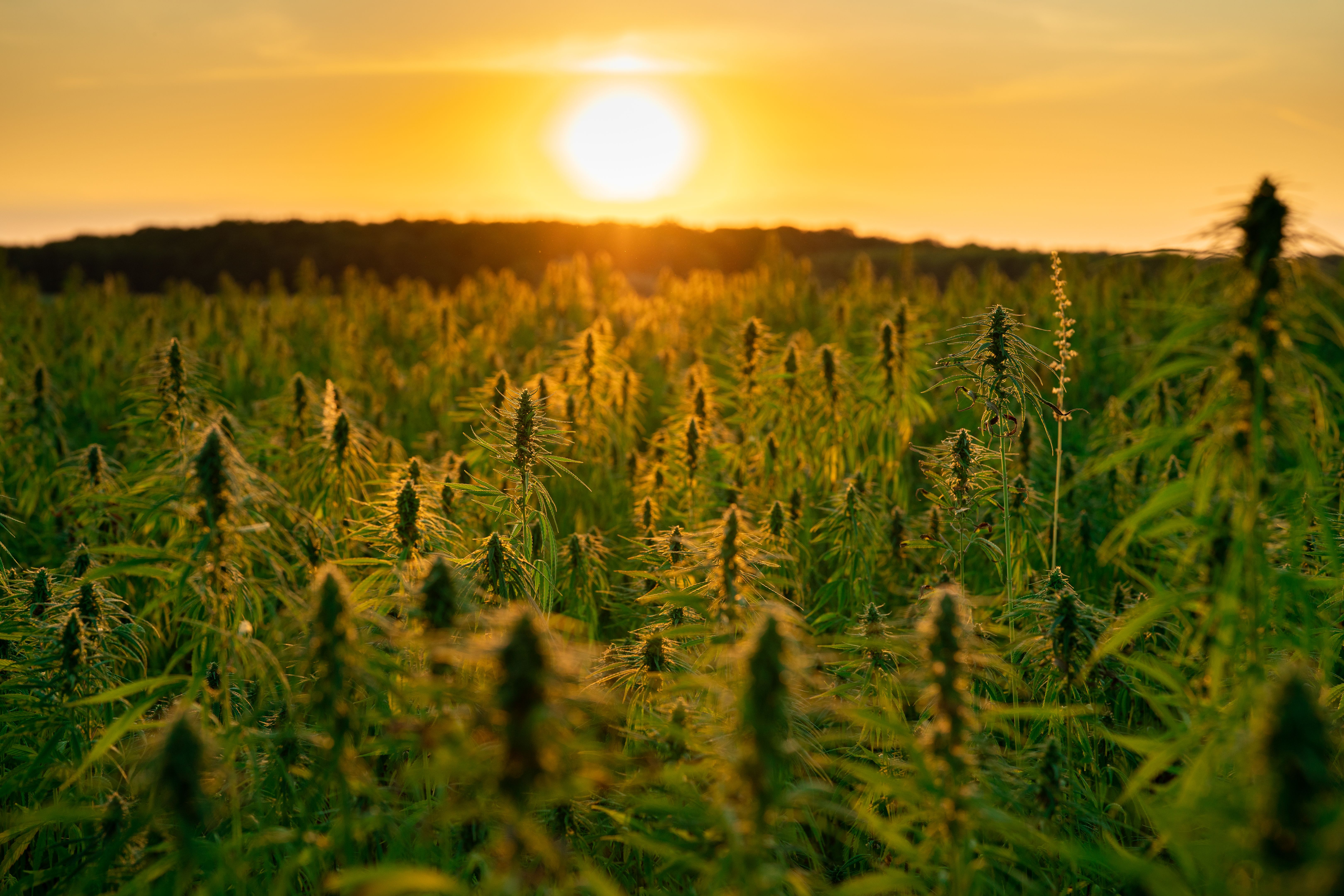 hemp field