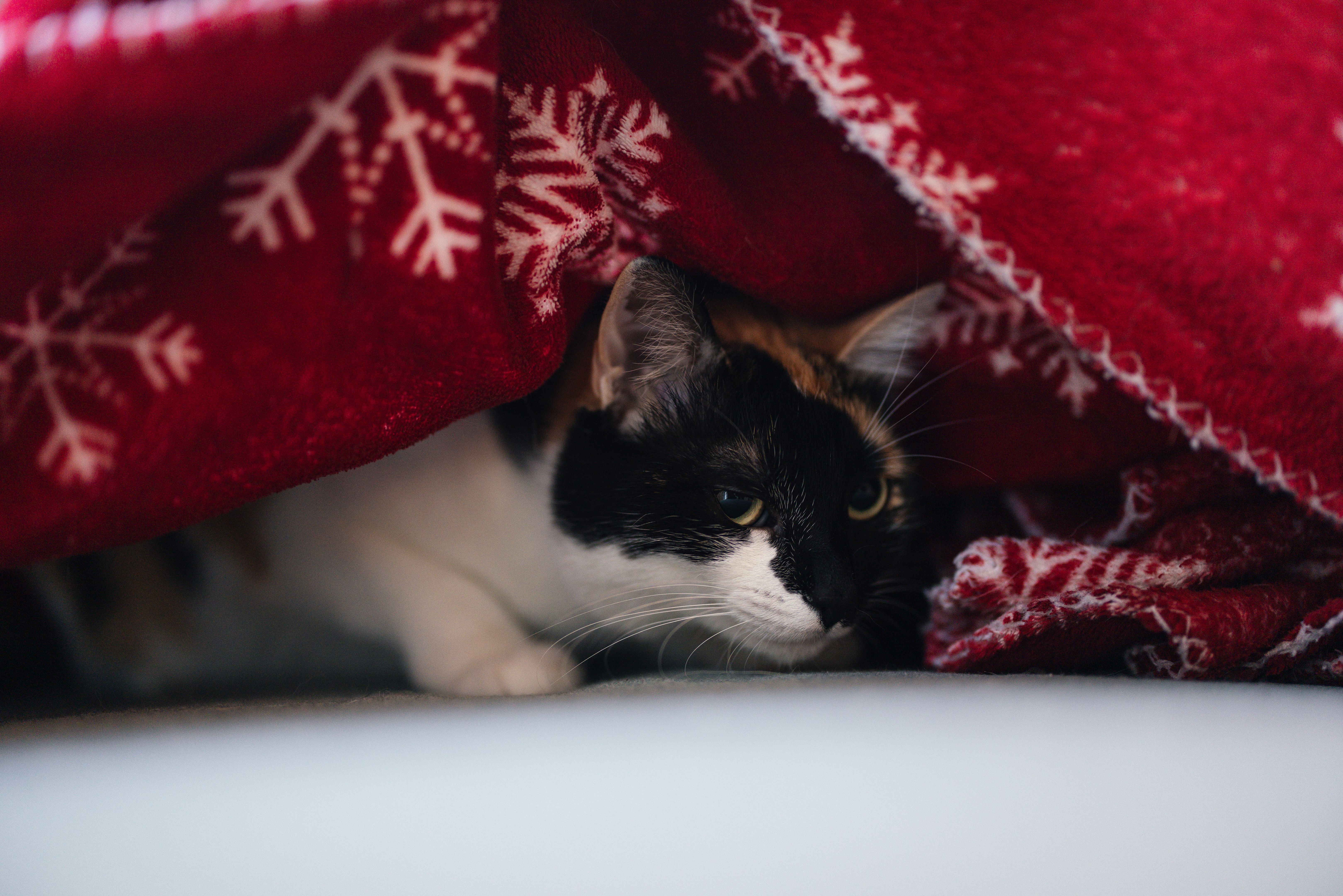 cat winter