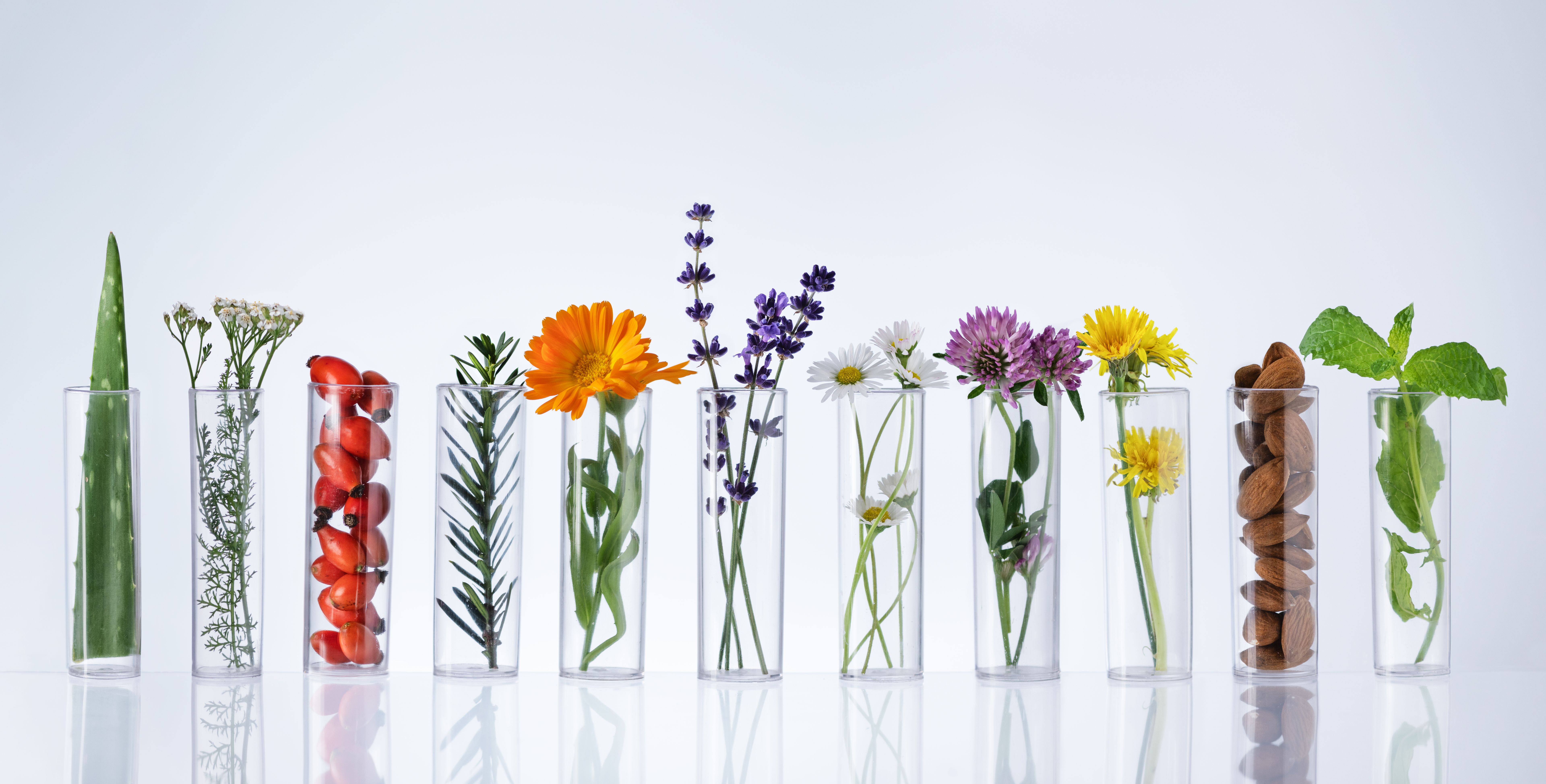 Test tubes with herbs on white background. Herbal medicine concept.
