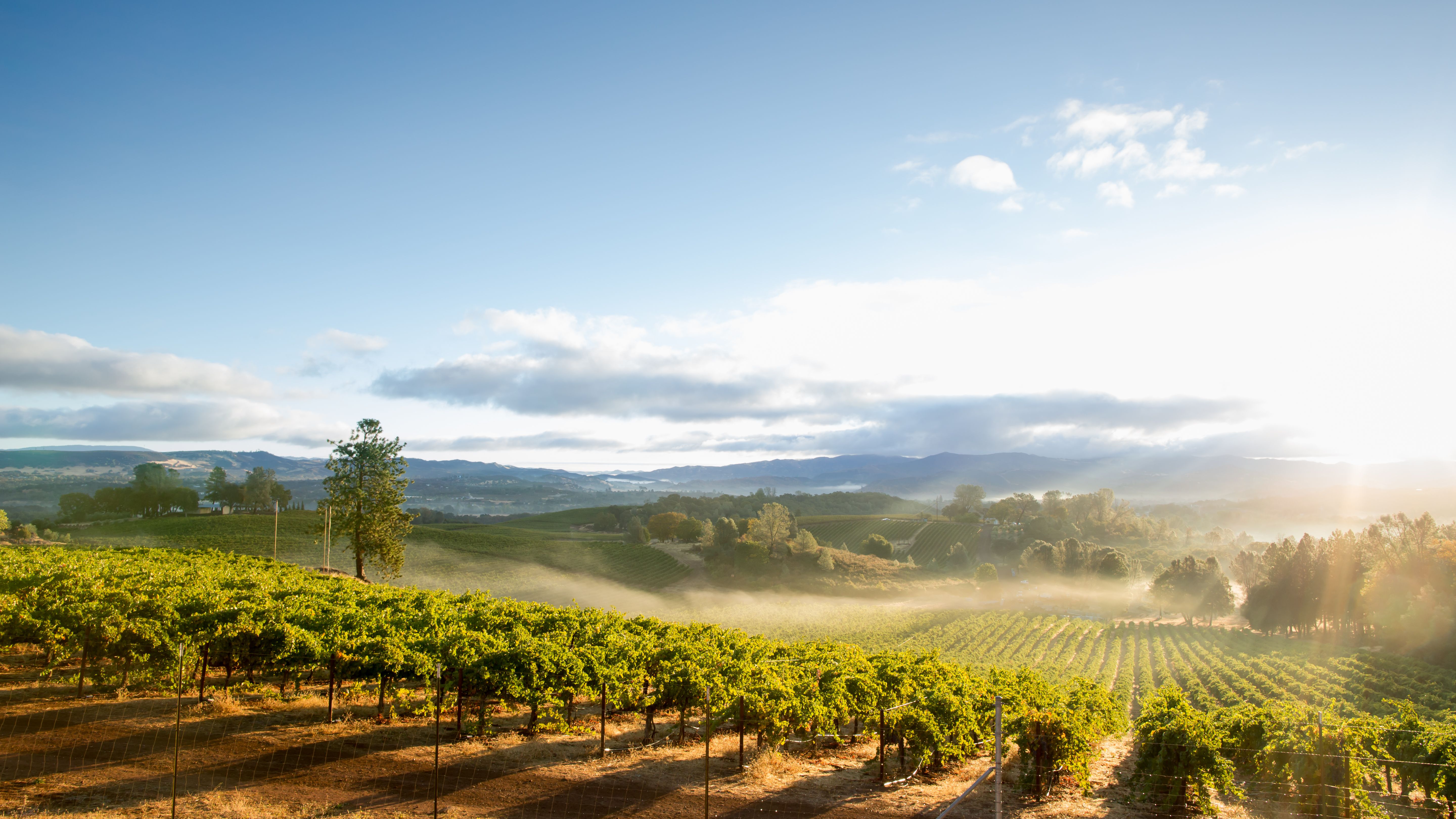 california vineyard
