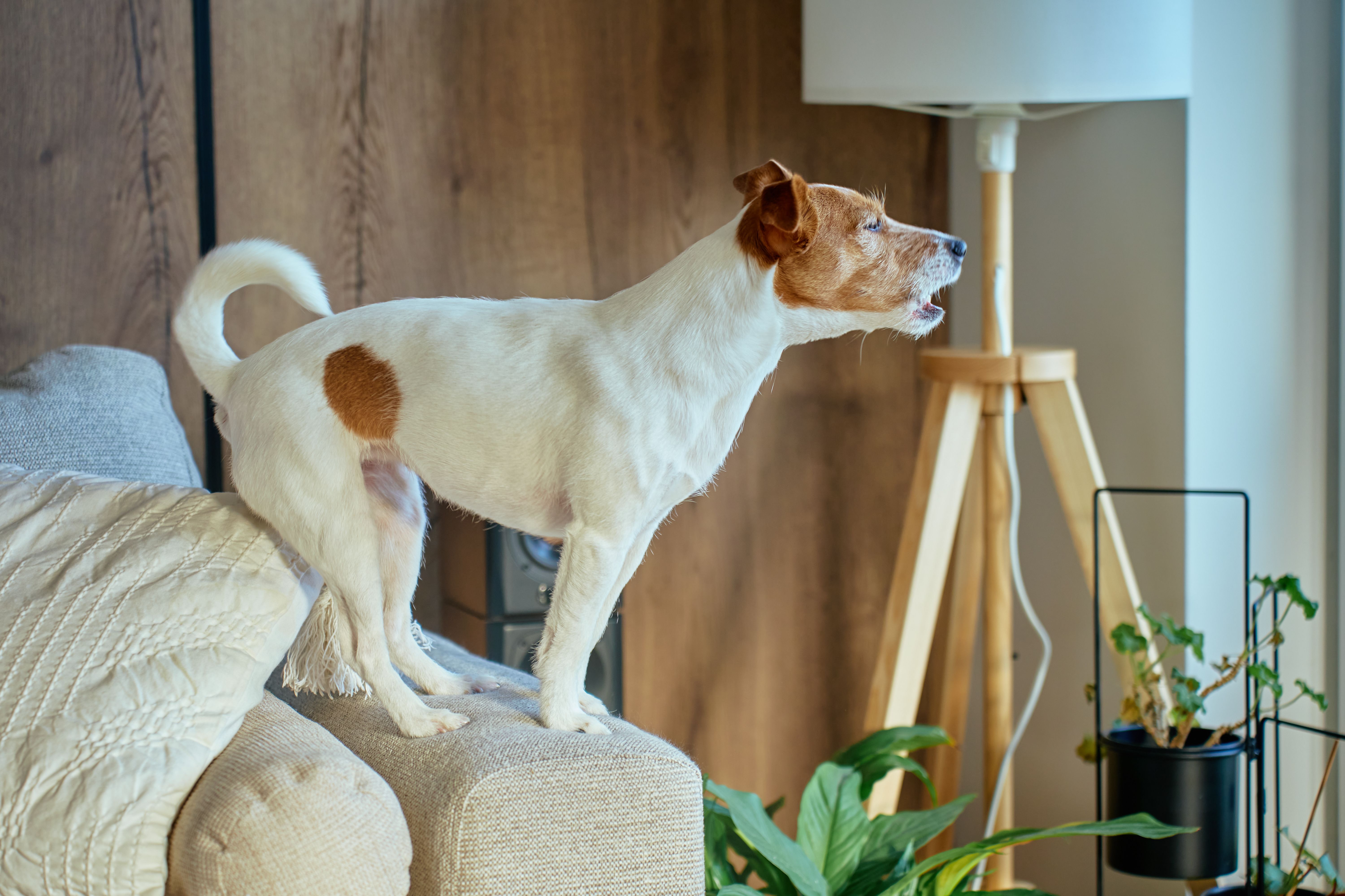 pet photography lighting