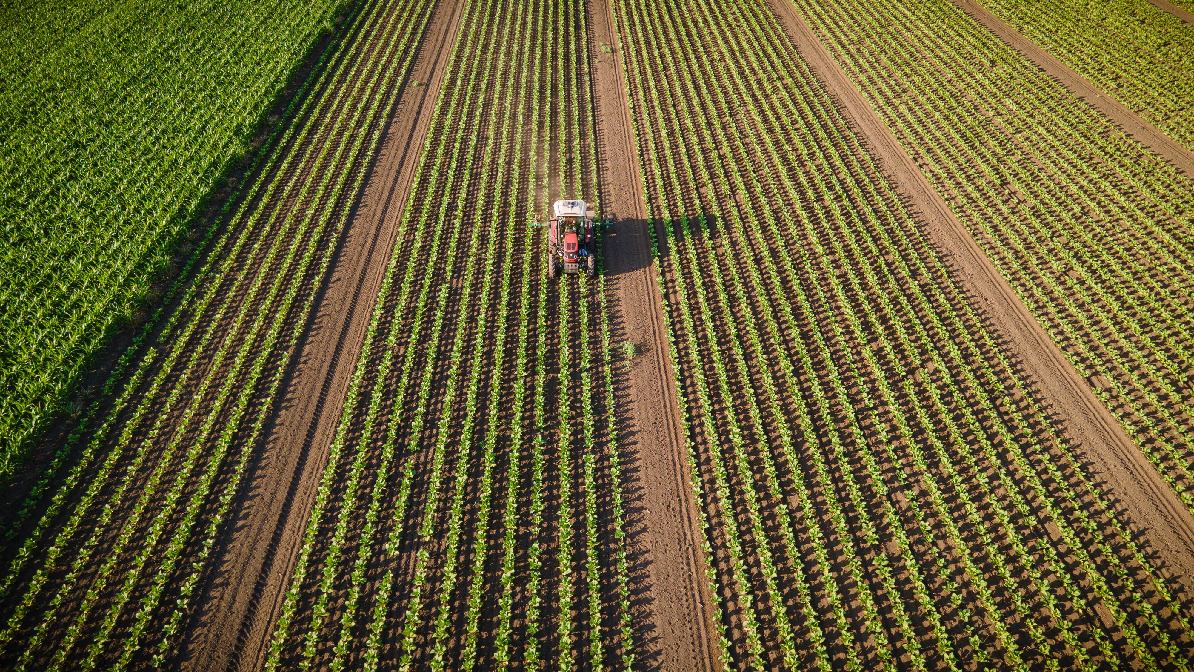 conventional farming
