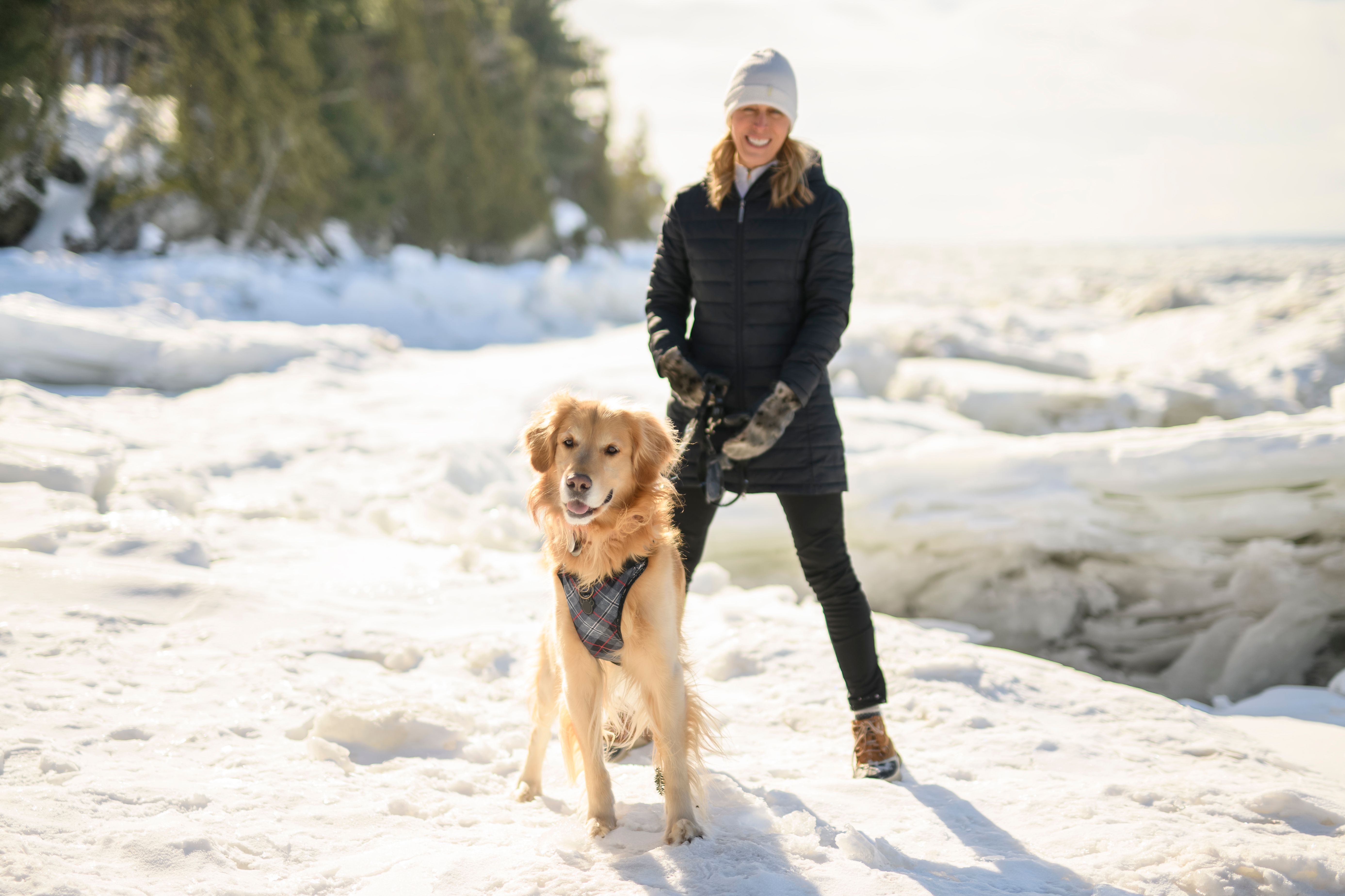 dog snow