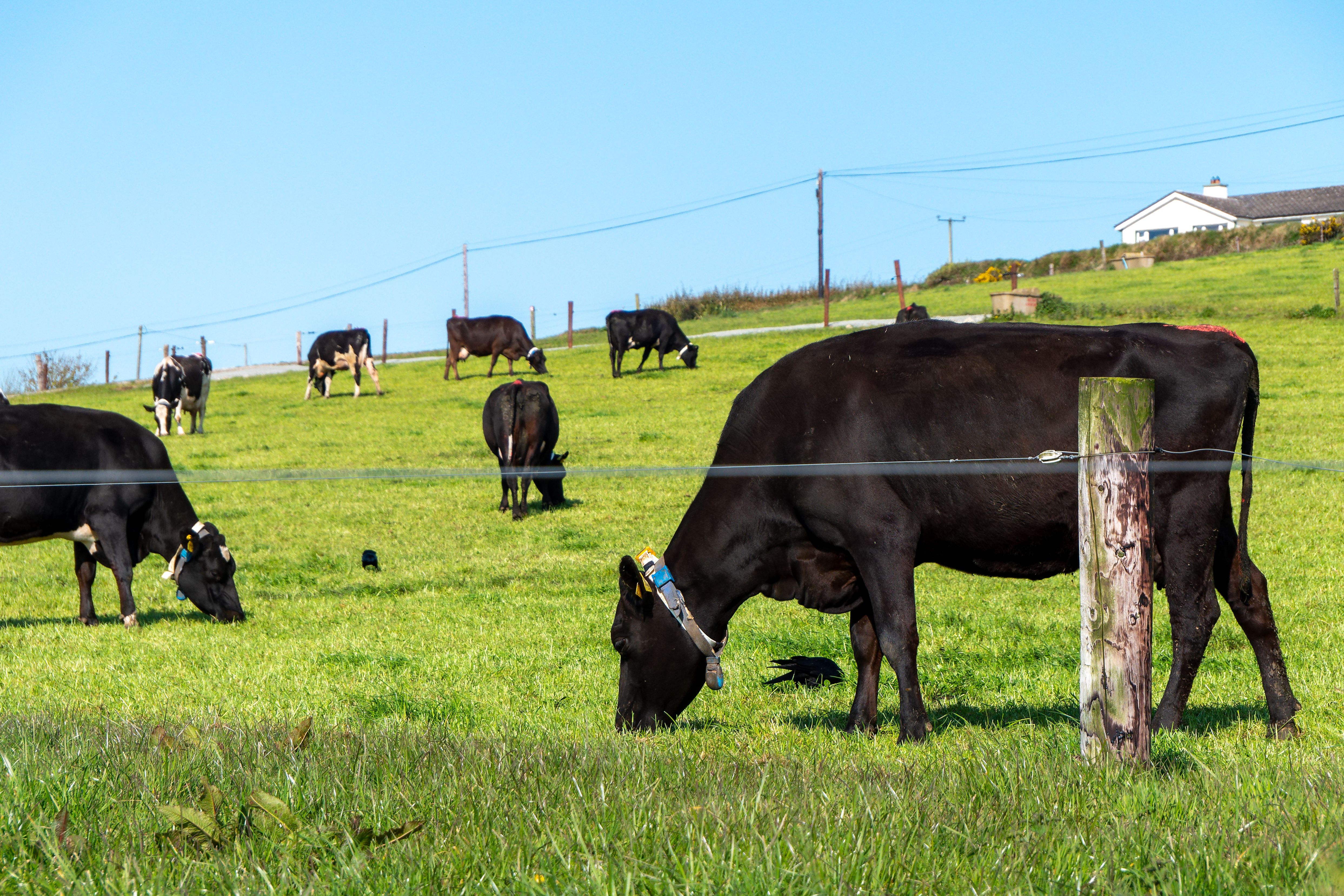 A cow in a fenced green meadow. Clear blue sky and warm weather. Animals on the farm. Agricultural landscape, cow on green grass field.