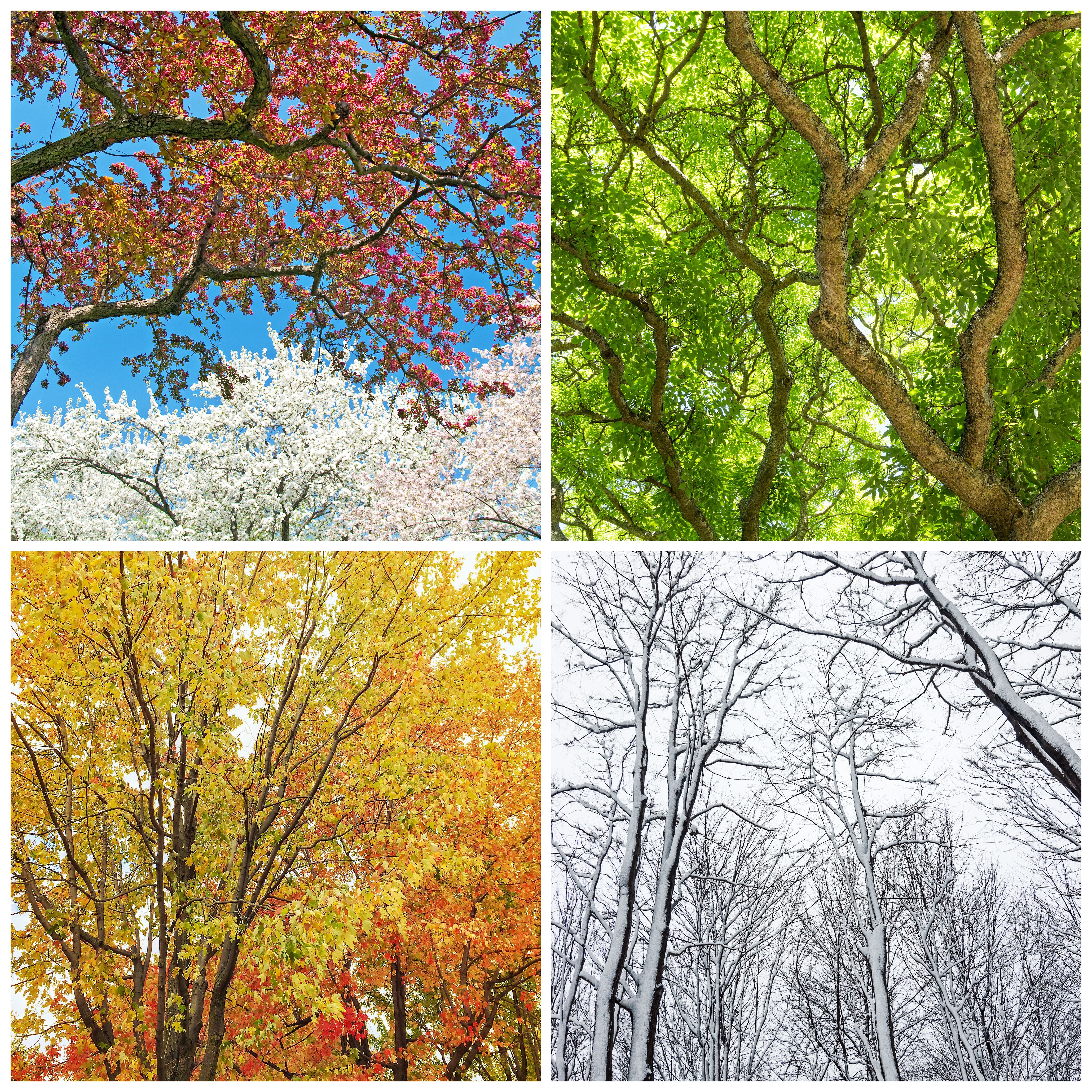 Trees in spring, summer, autumn and winter