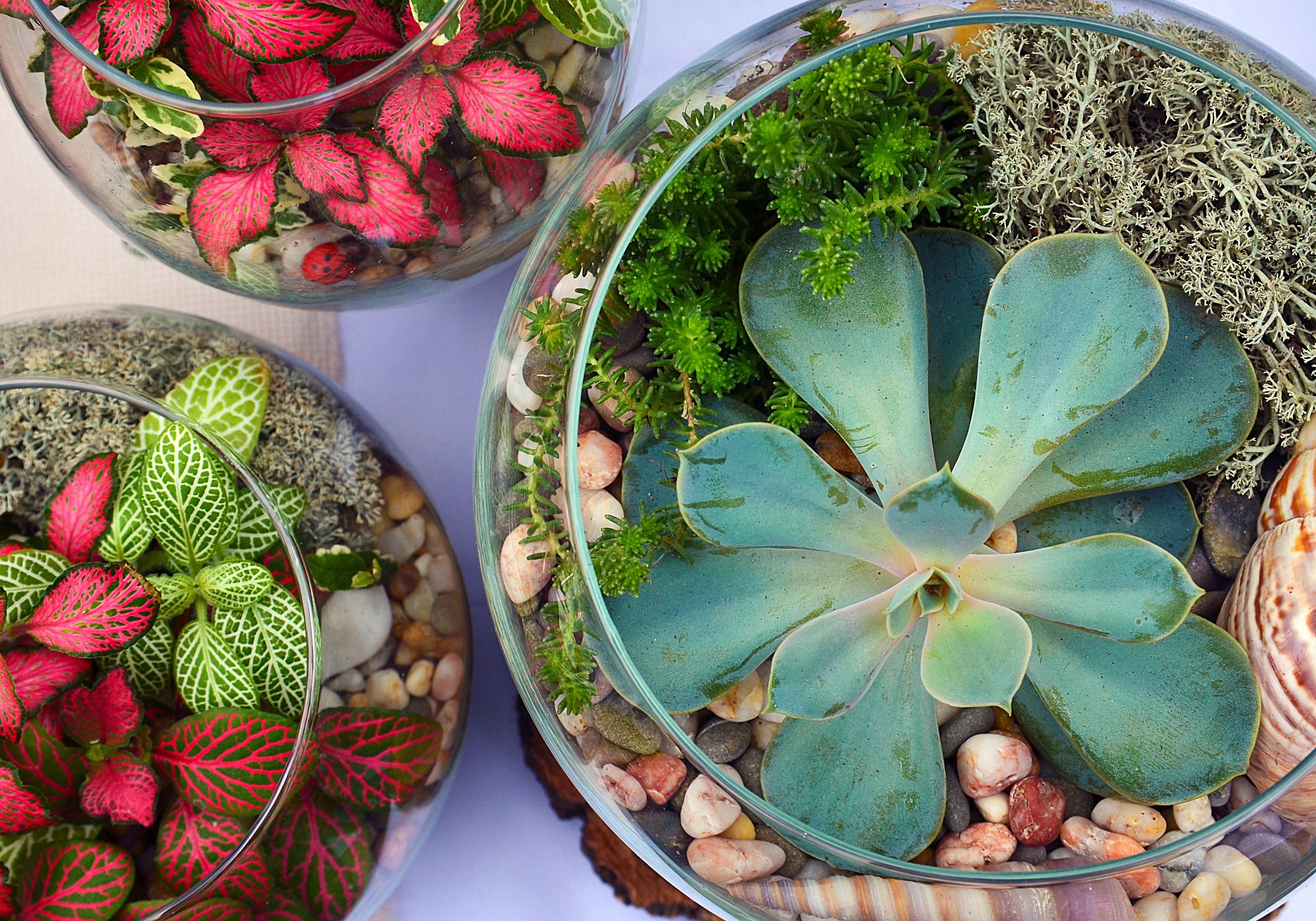 glass vase terrarium supplies