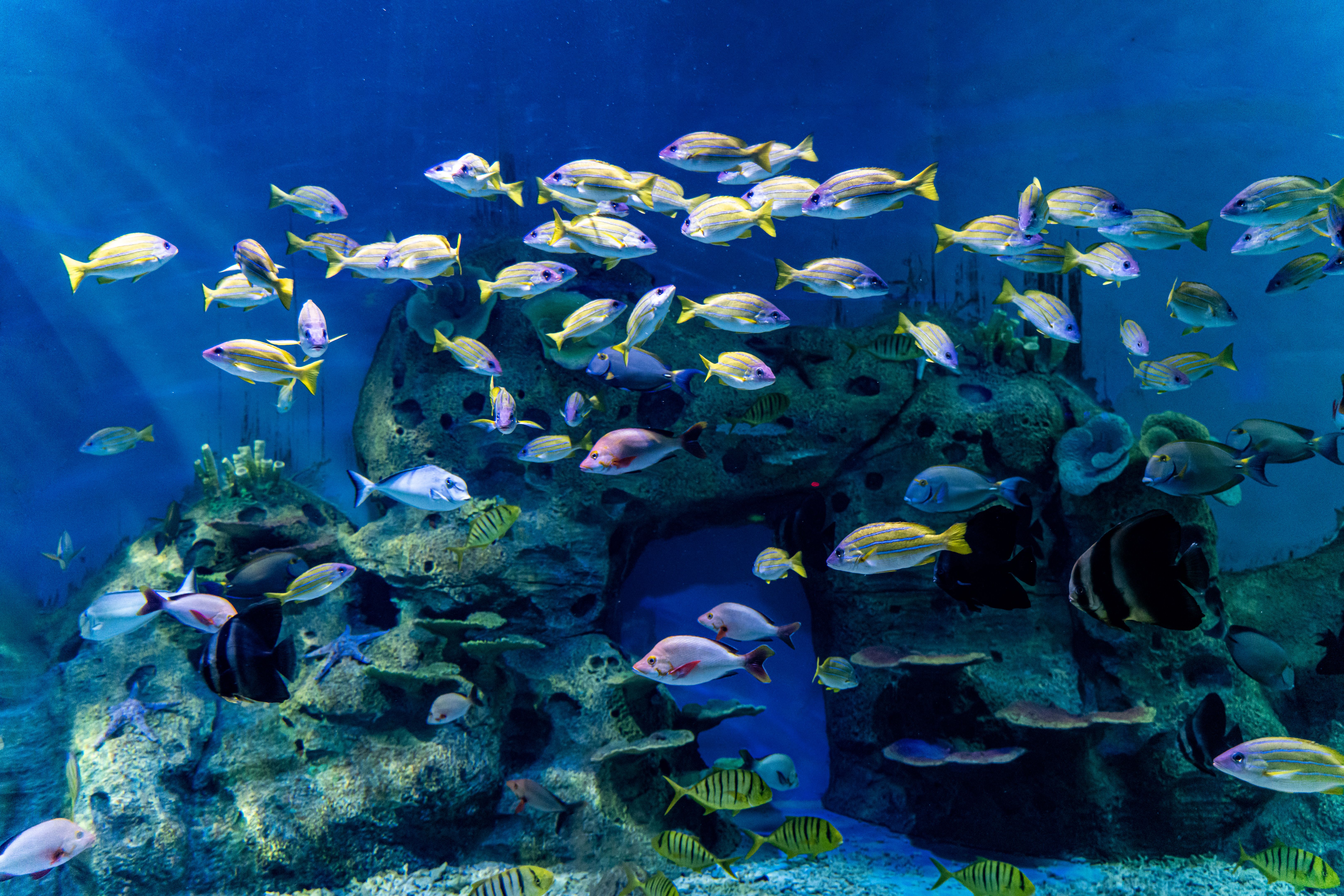 two oceans aquarium