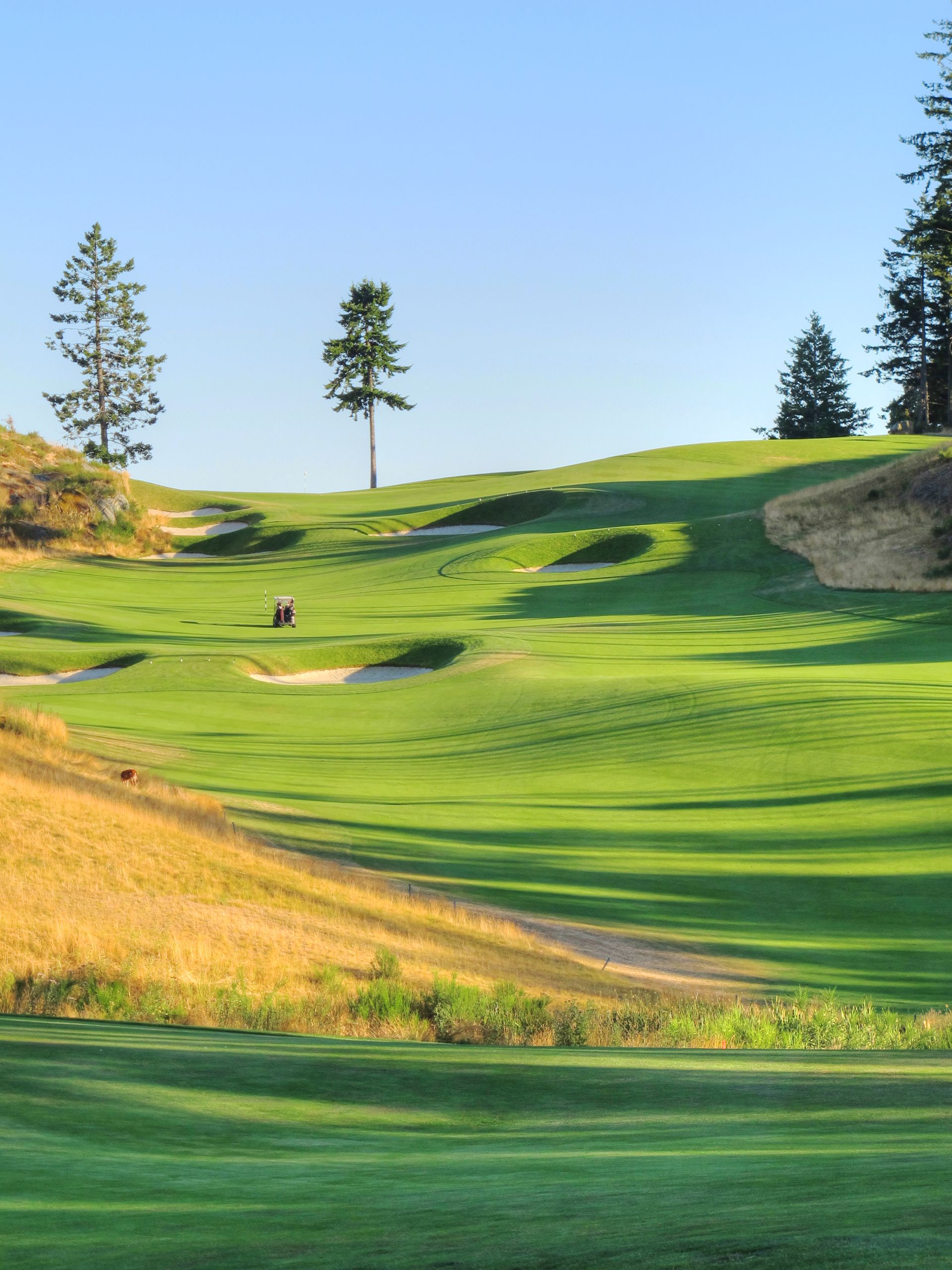 golf course landscape