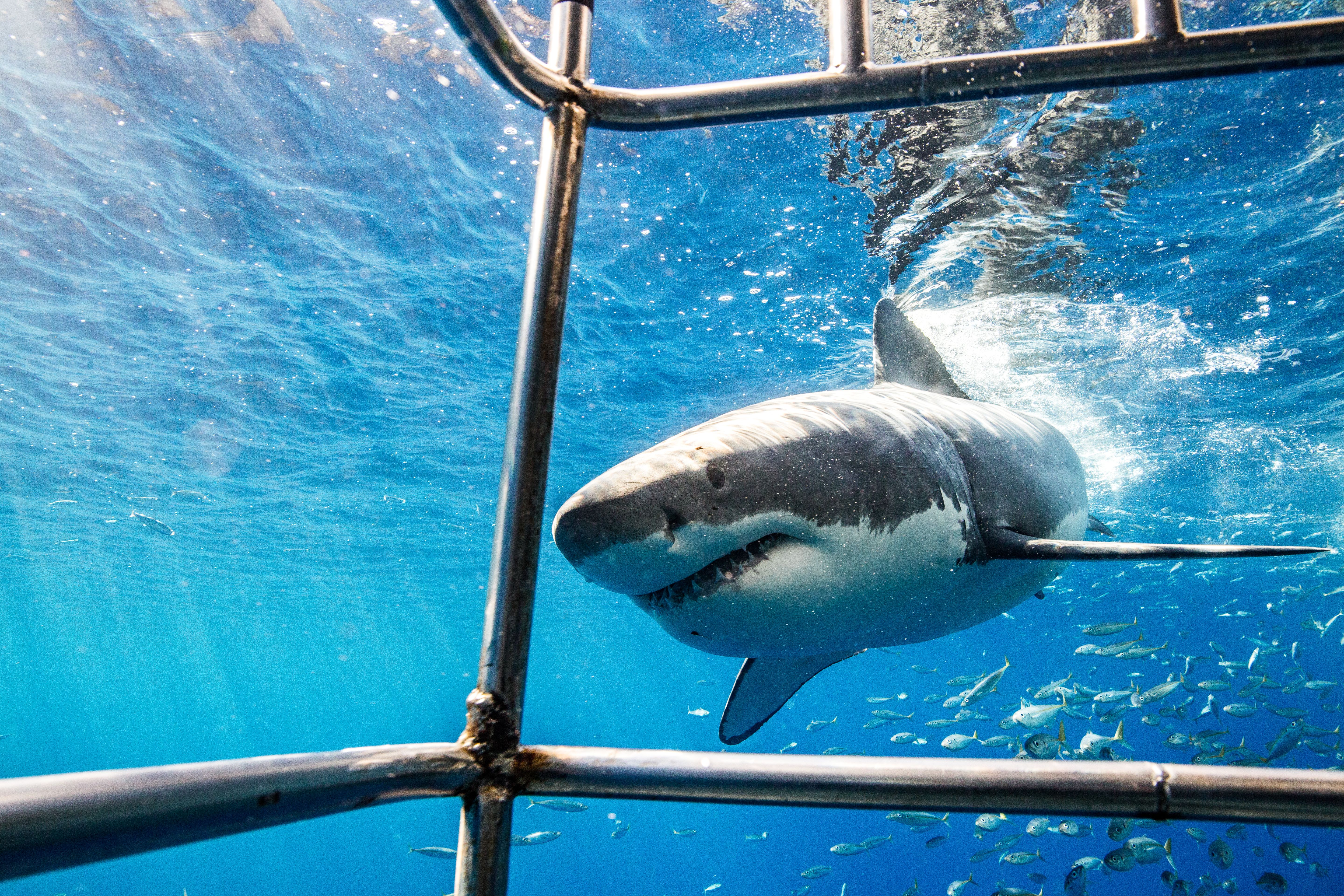 shark cage diving