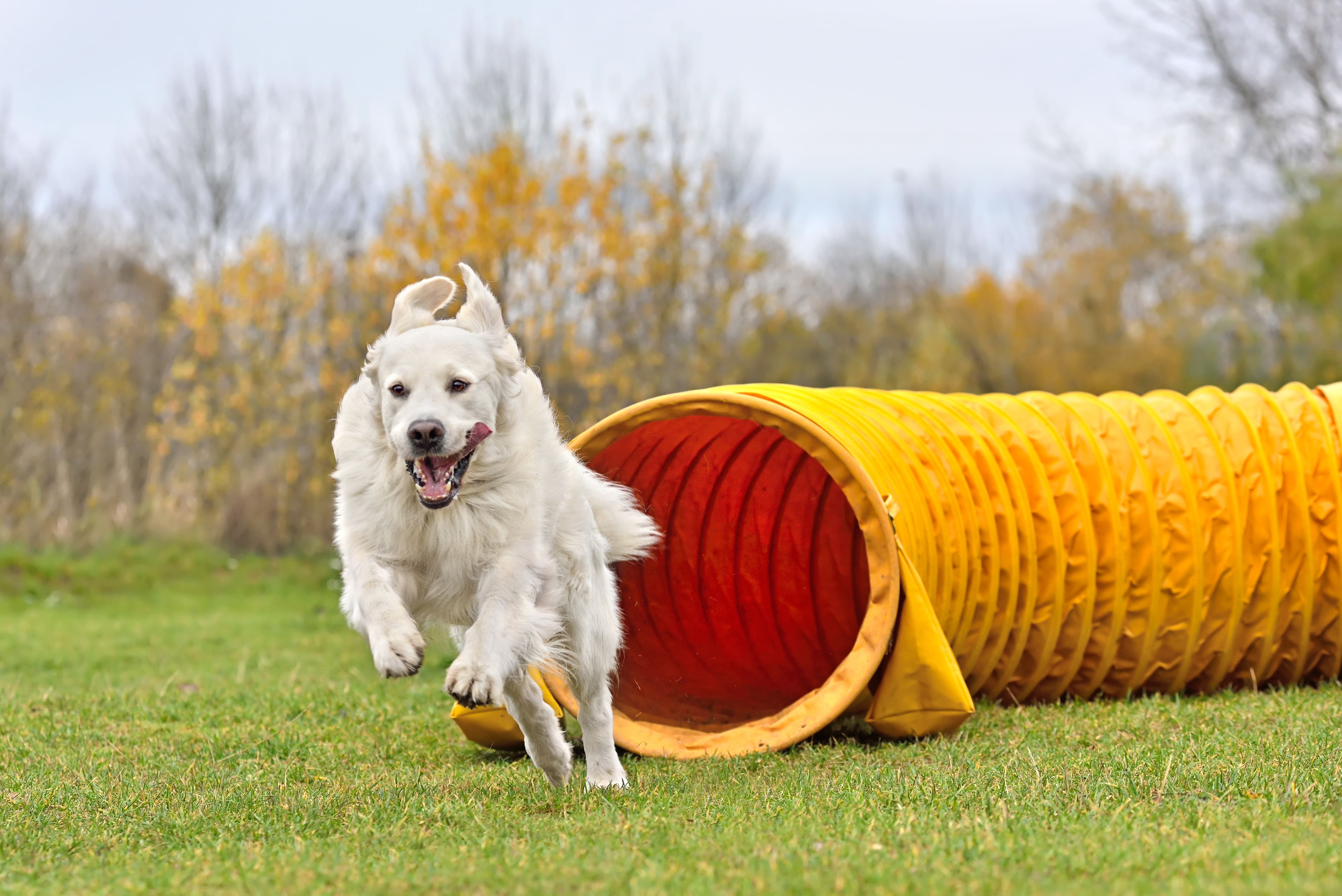dog agility course