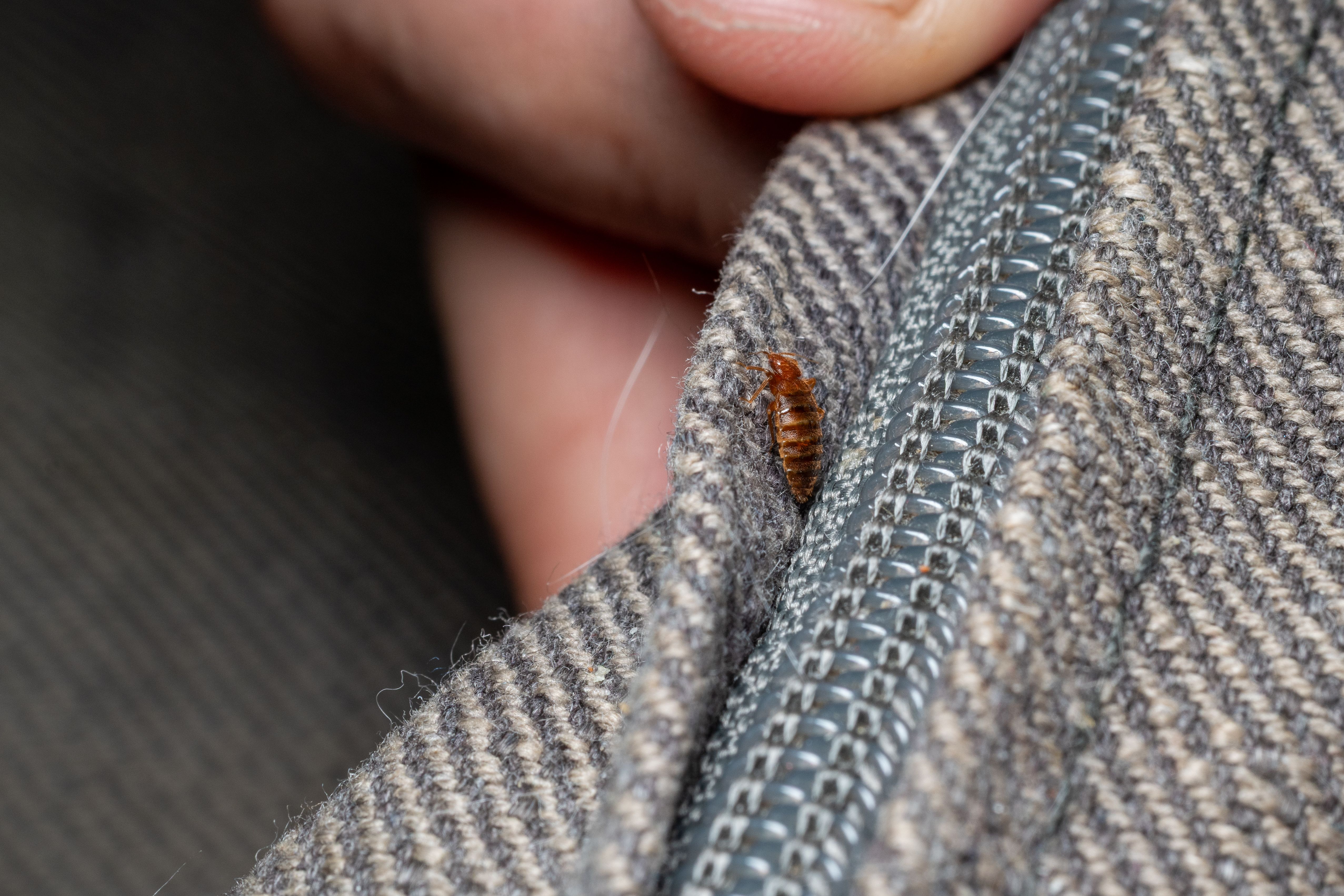 Bed bug in a mattress seam next to zipper for size reference - Bed bug on mattress seam — common hiding spot in Phoenix homes Bed bug in a mattress seam next to zipper for size reference - Bed bug on mattress seam — common hiding spot in Phoenix homes