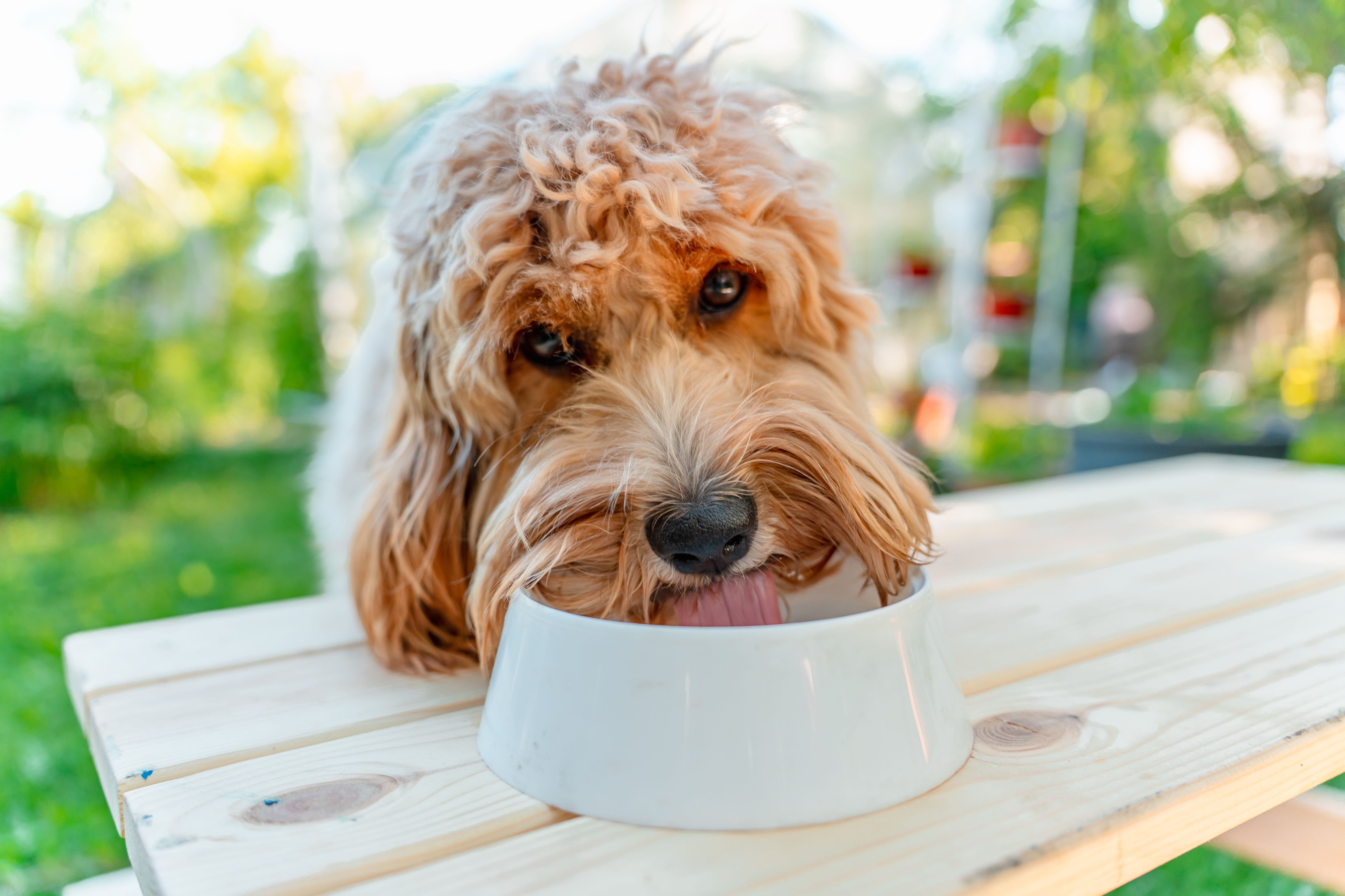 dog drinking water