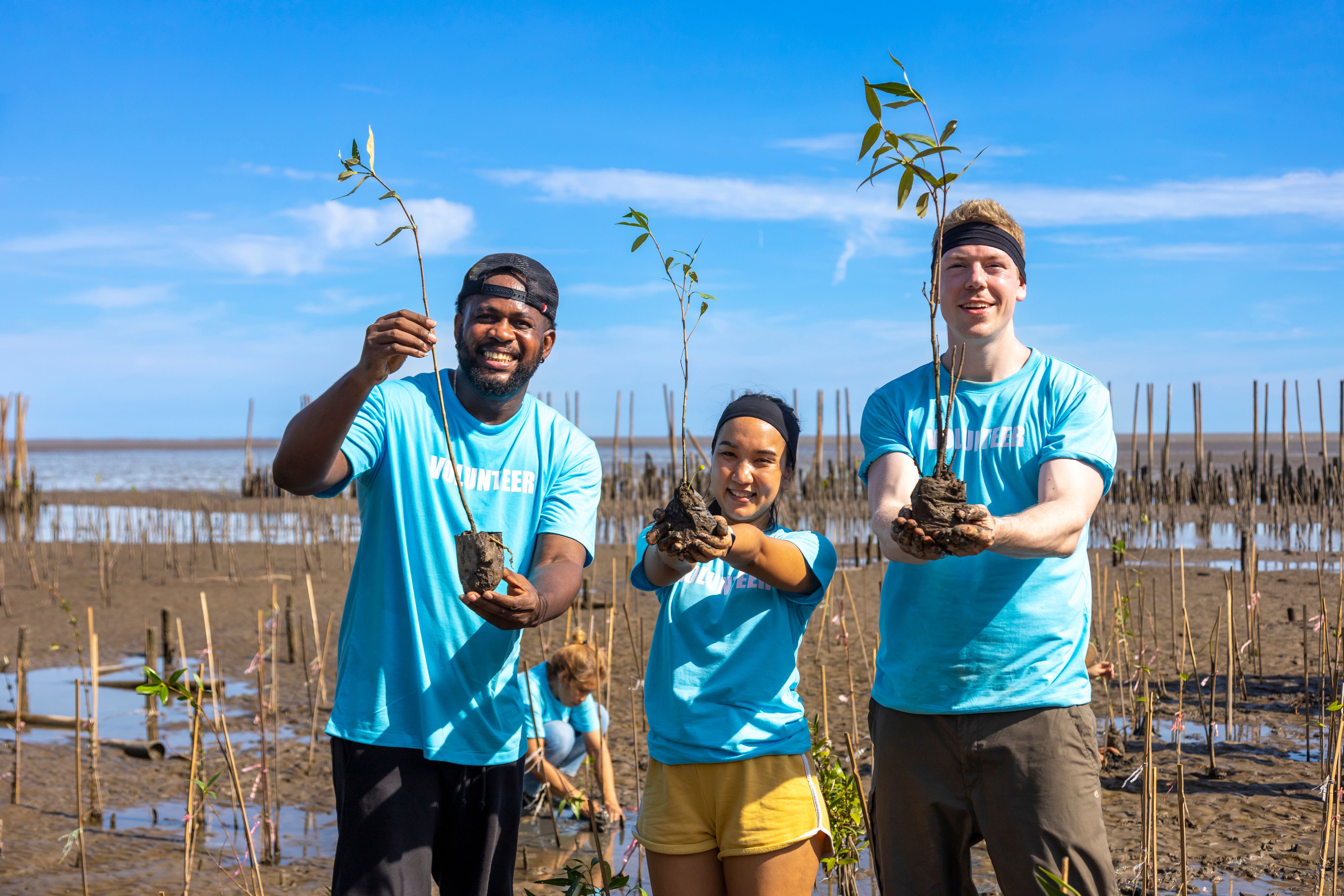 reforestation project