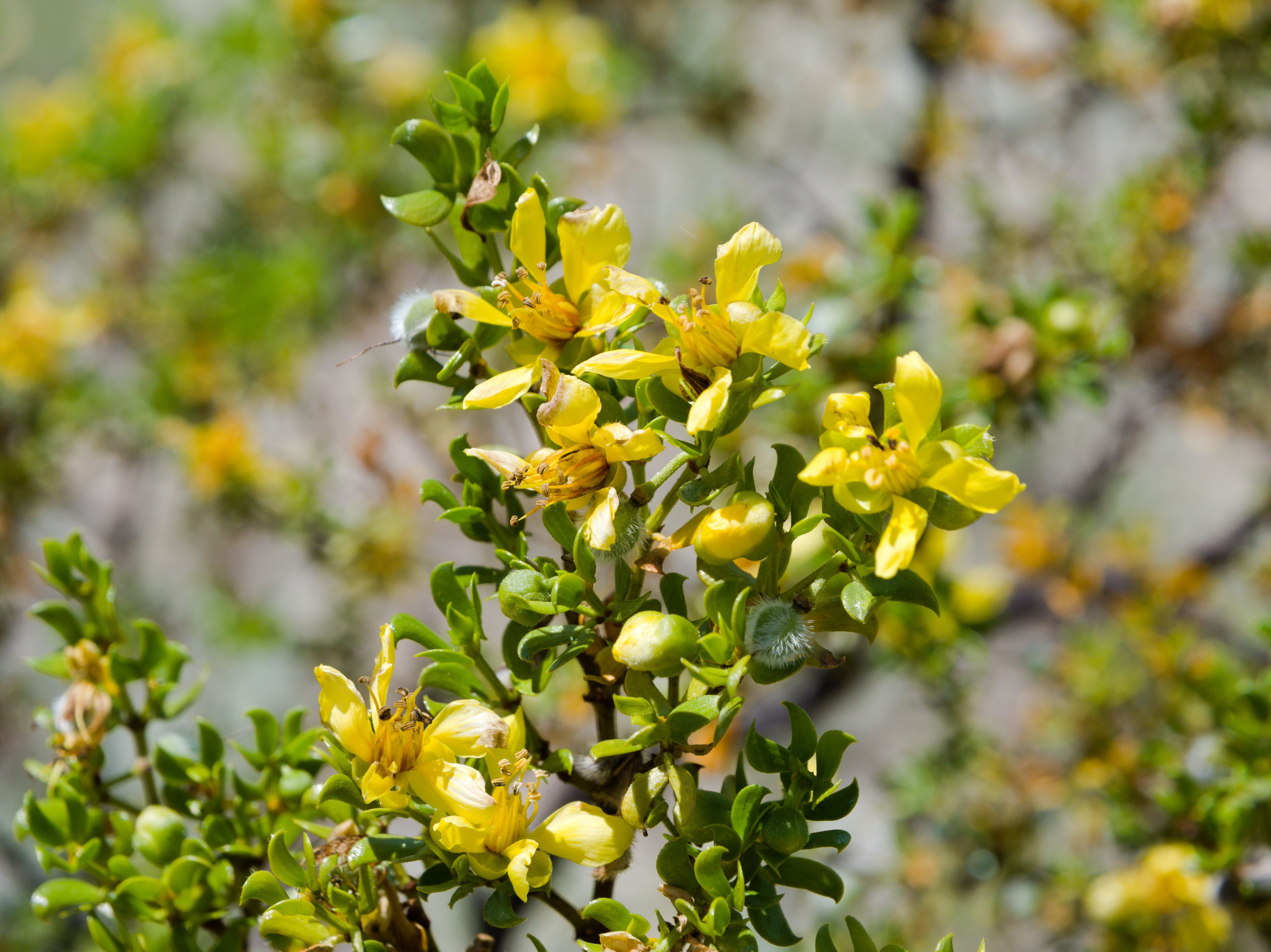 Creosote Bush