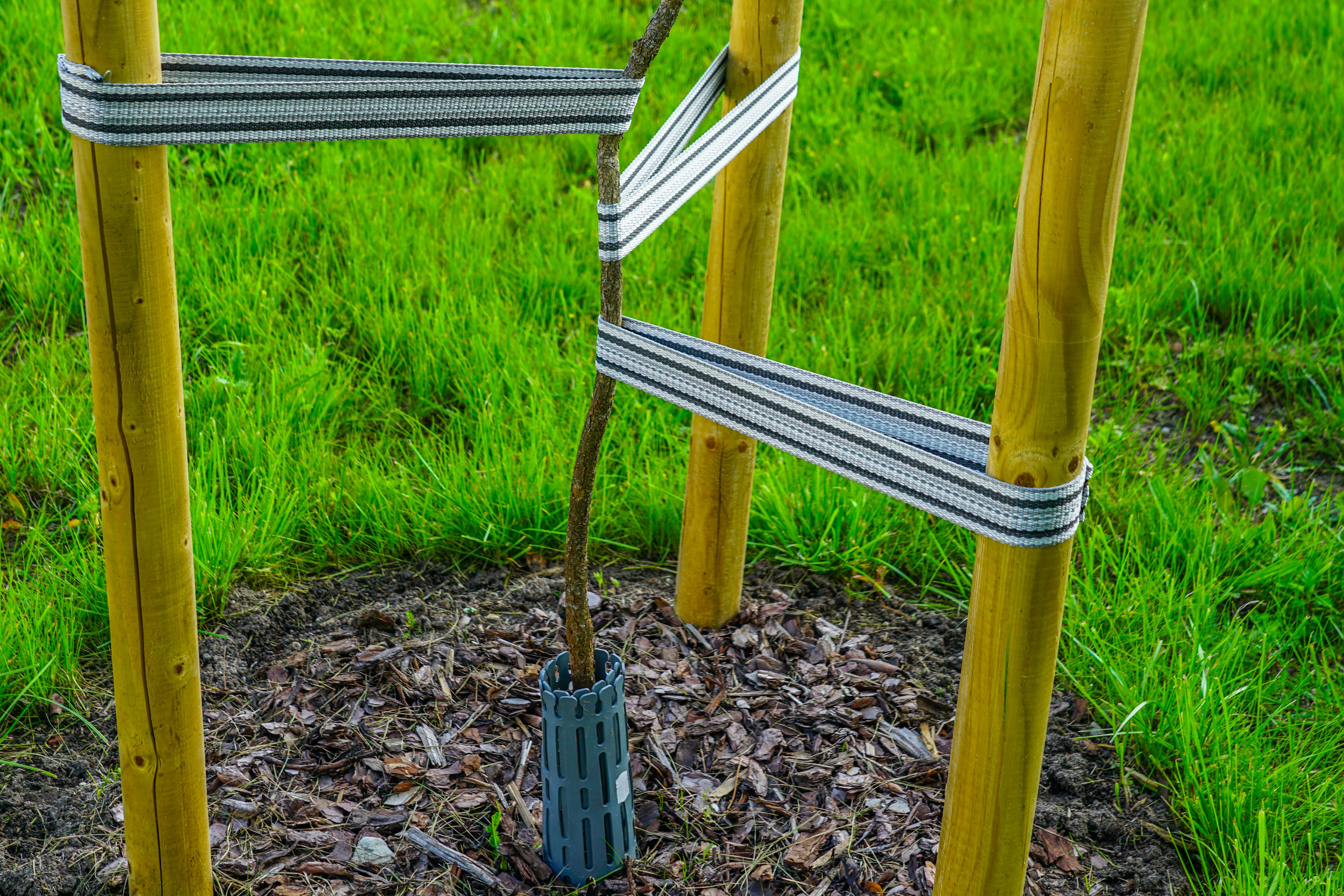 young tree protection
