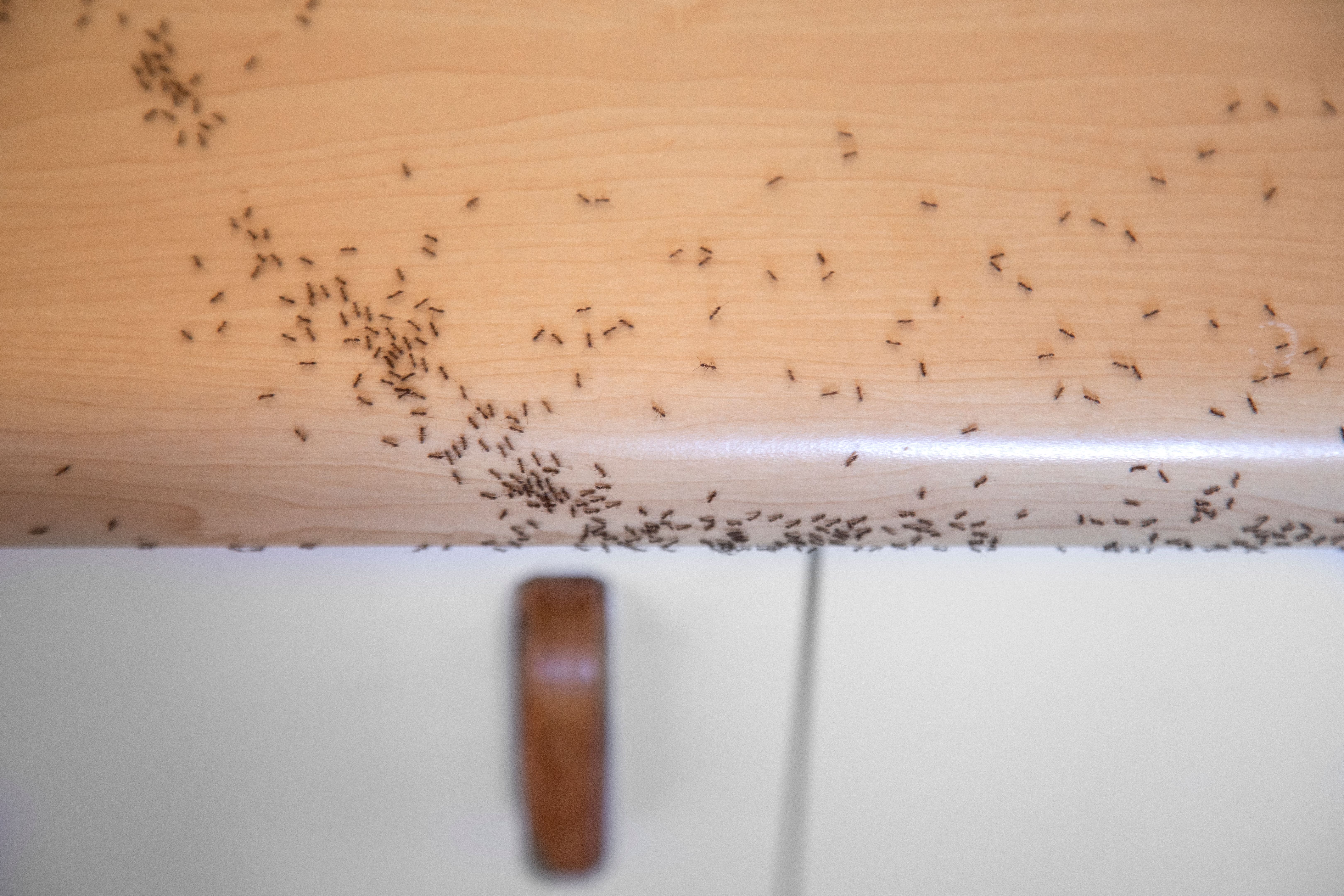 ants on kitchen counter