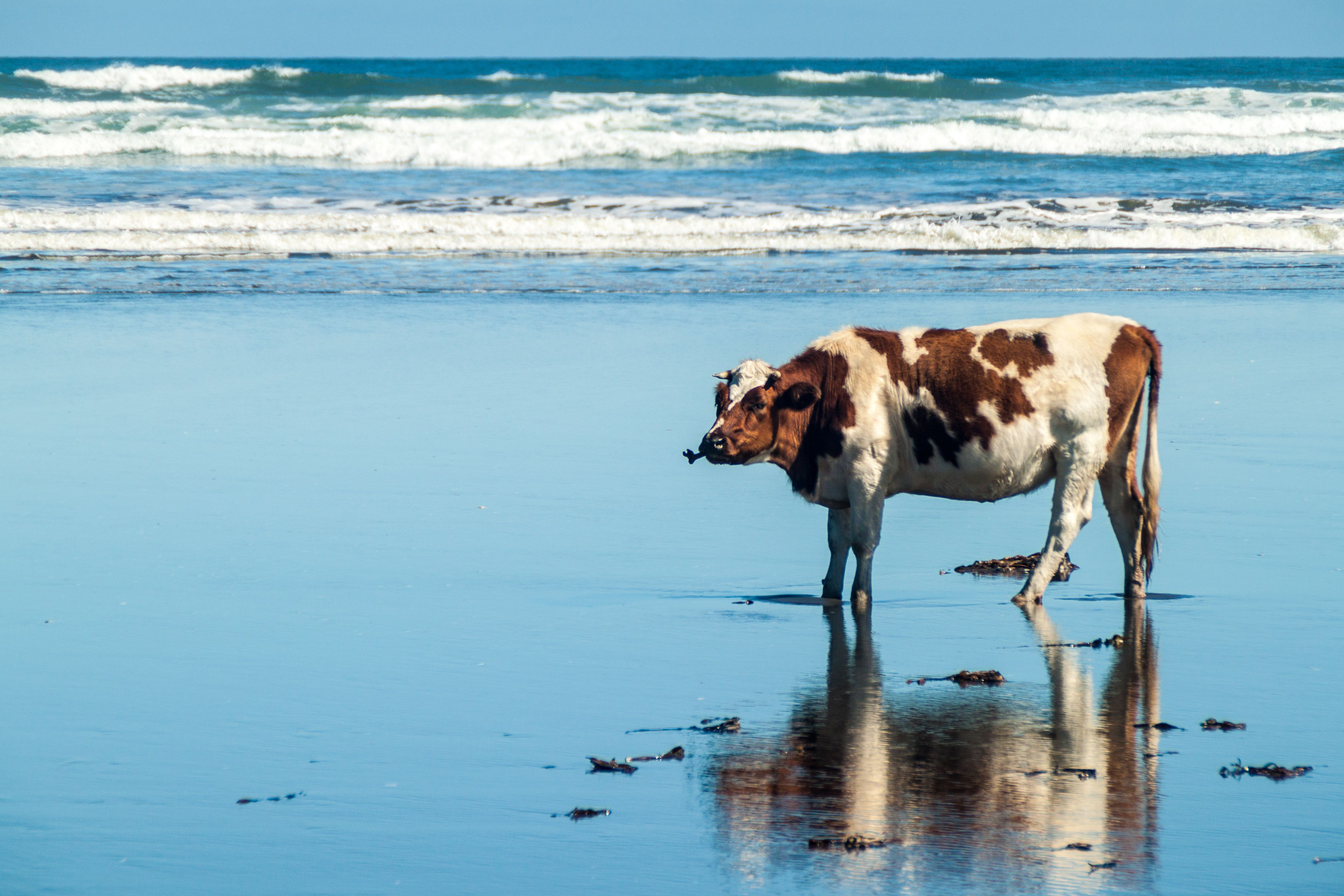 seaweed feed