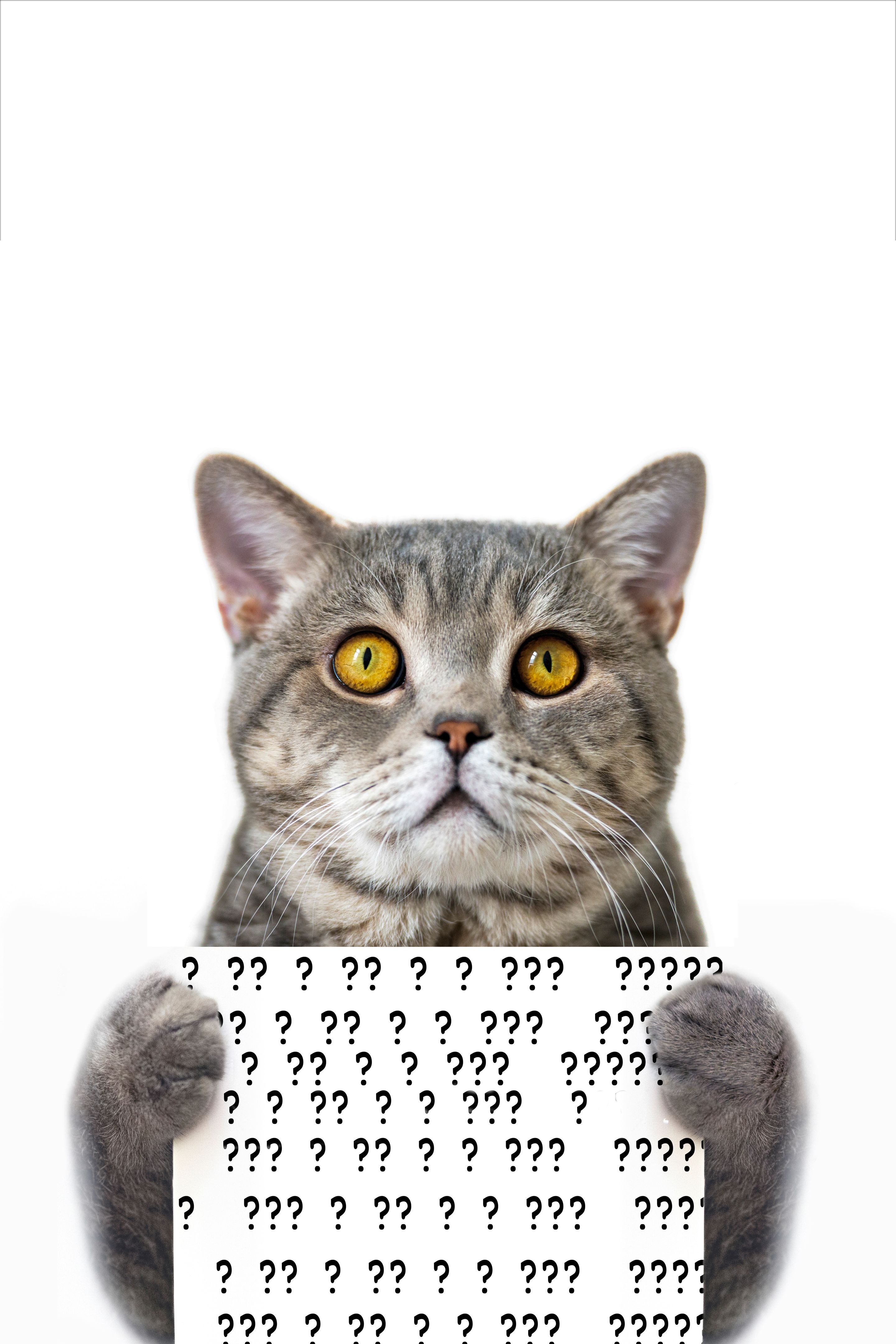 pet owner questions