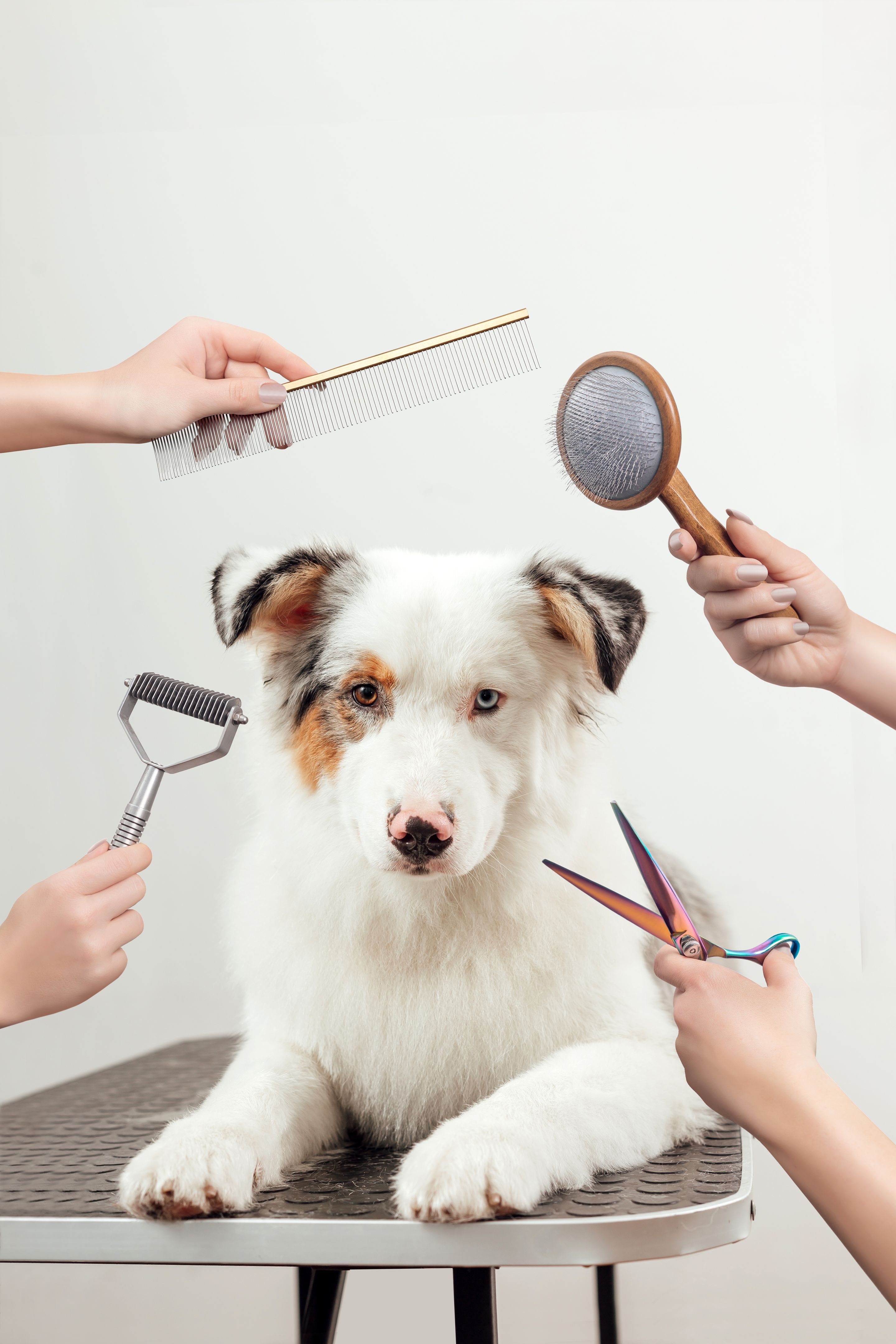 dog grooming tools