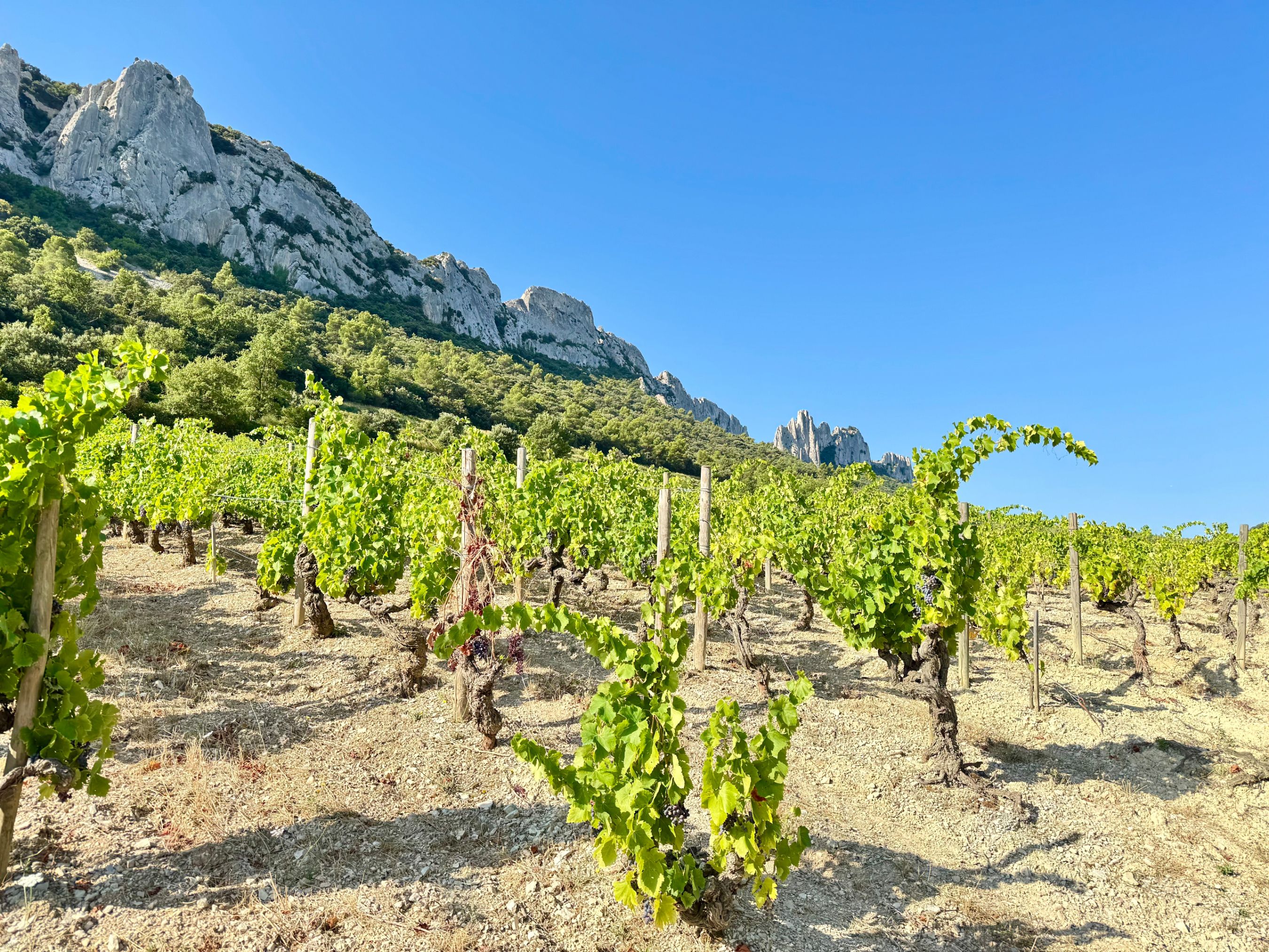 vineyard Provence