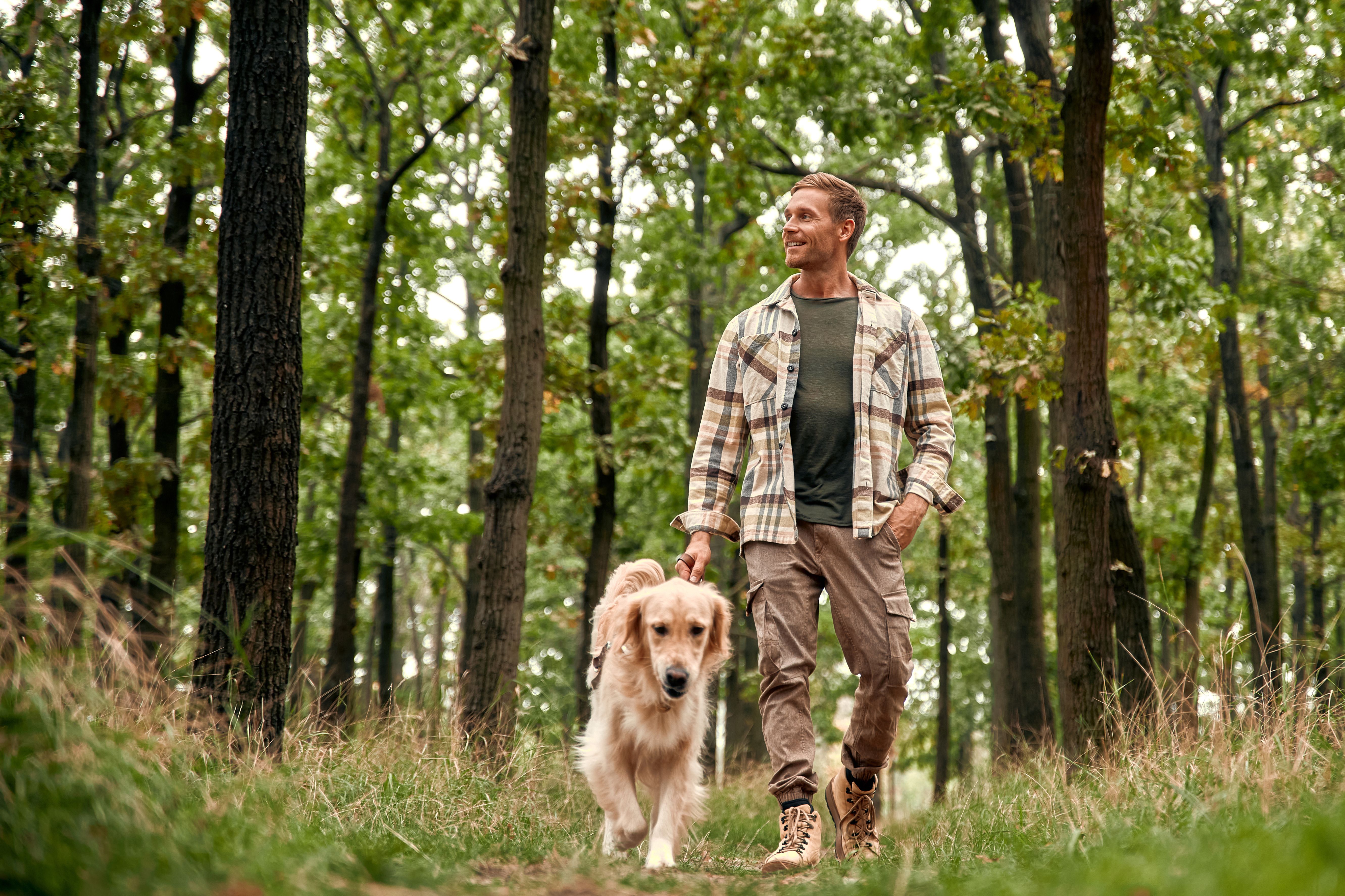 dog forest walk