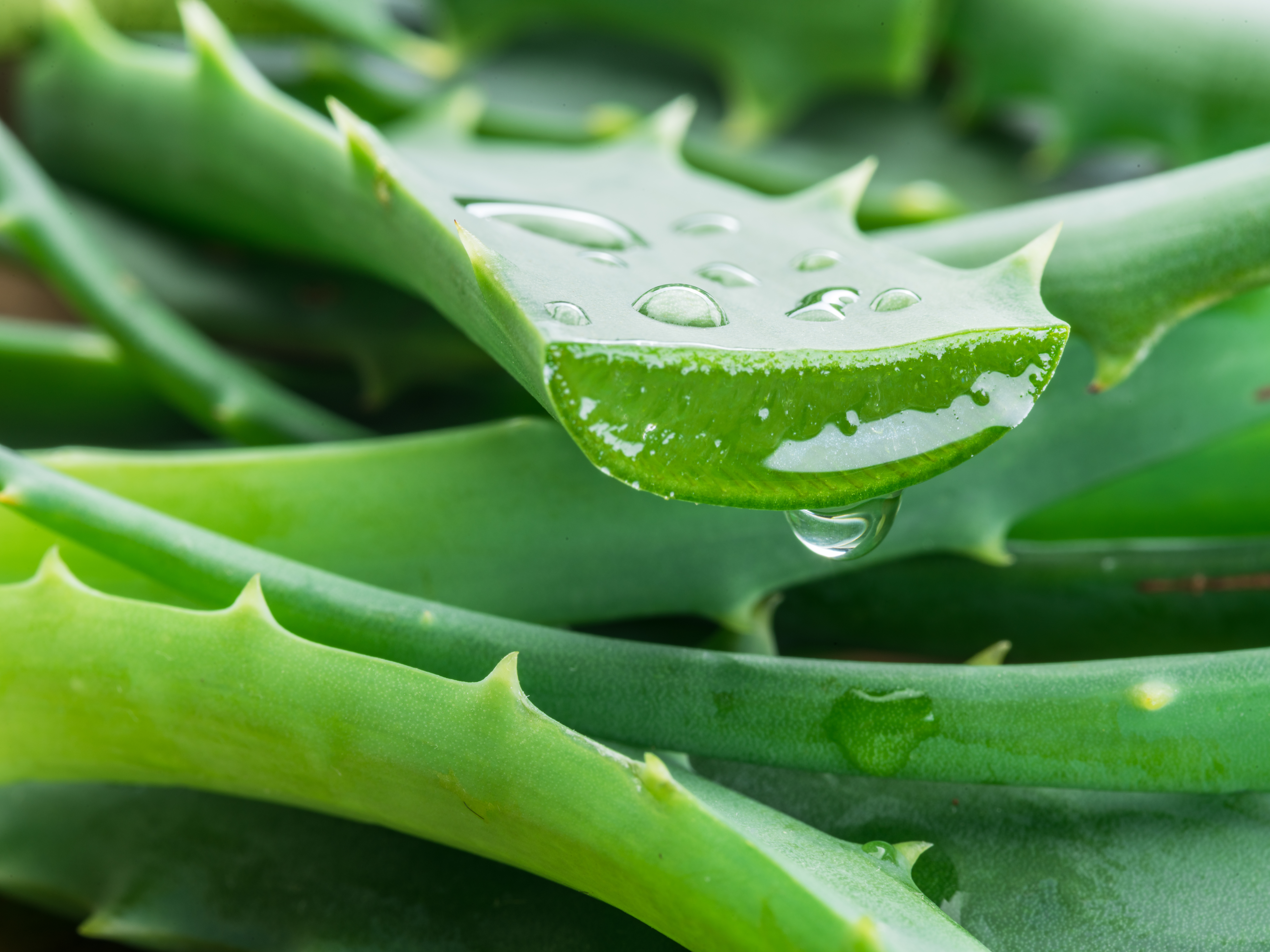 Aloe or Aloe vera fresh leaves and slices on white background. Aloe or Aloe vera fresh leaves and slices on white background.