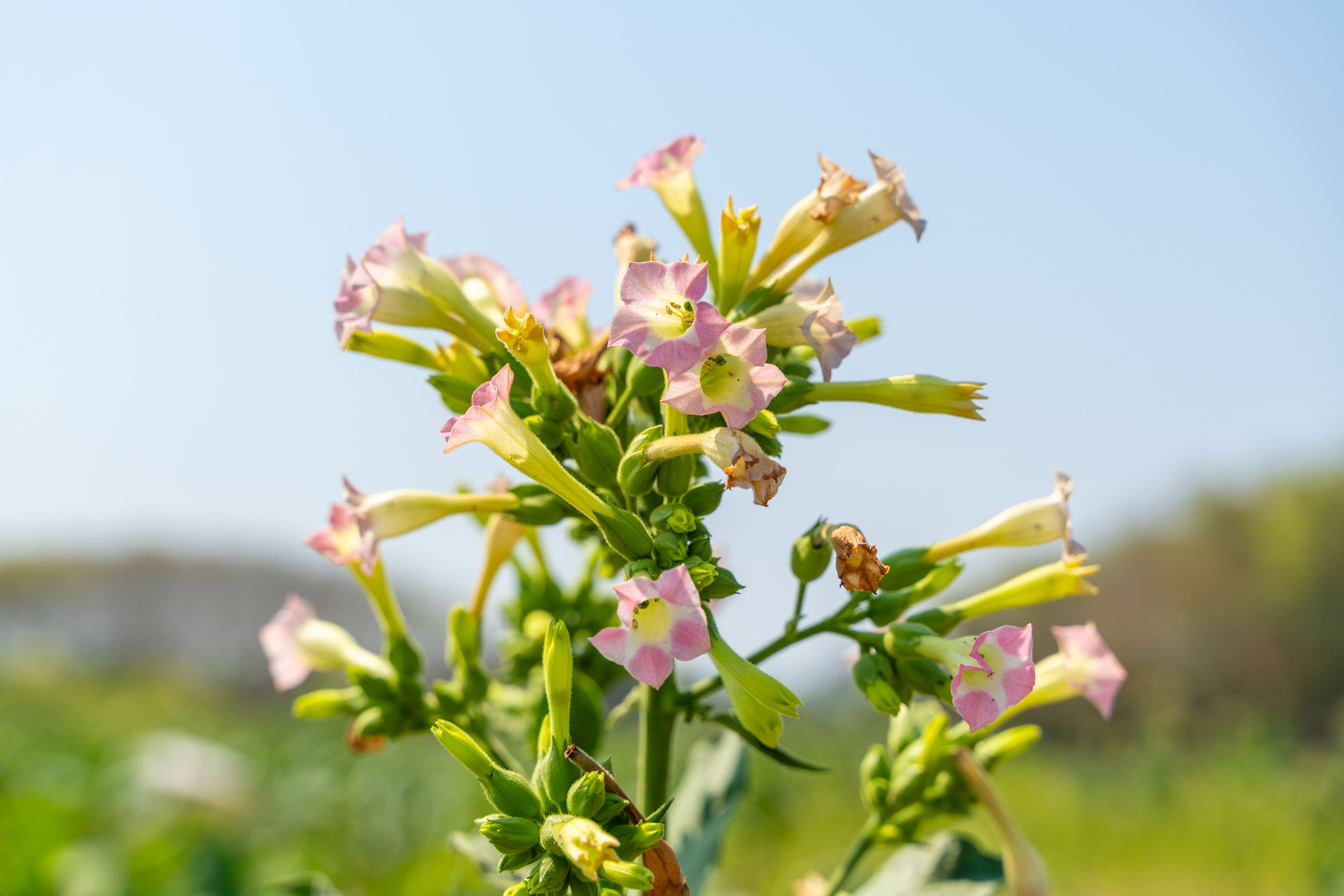 tobacco leaves closeup