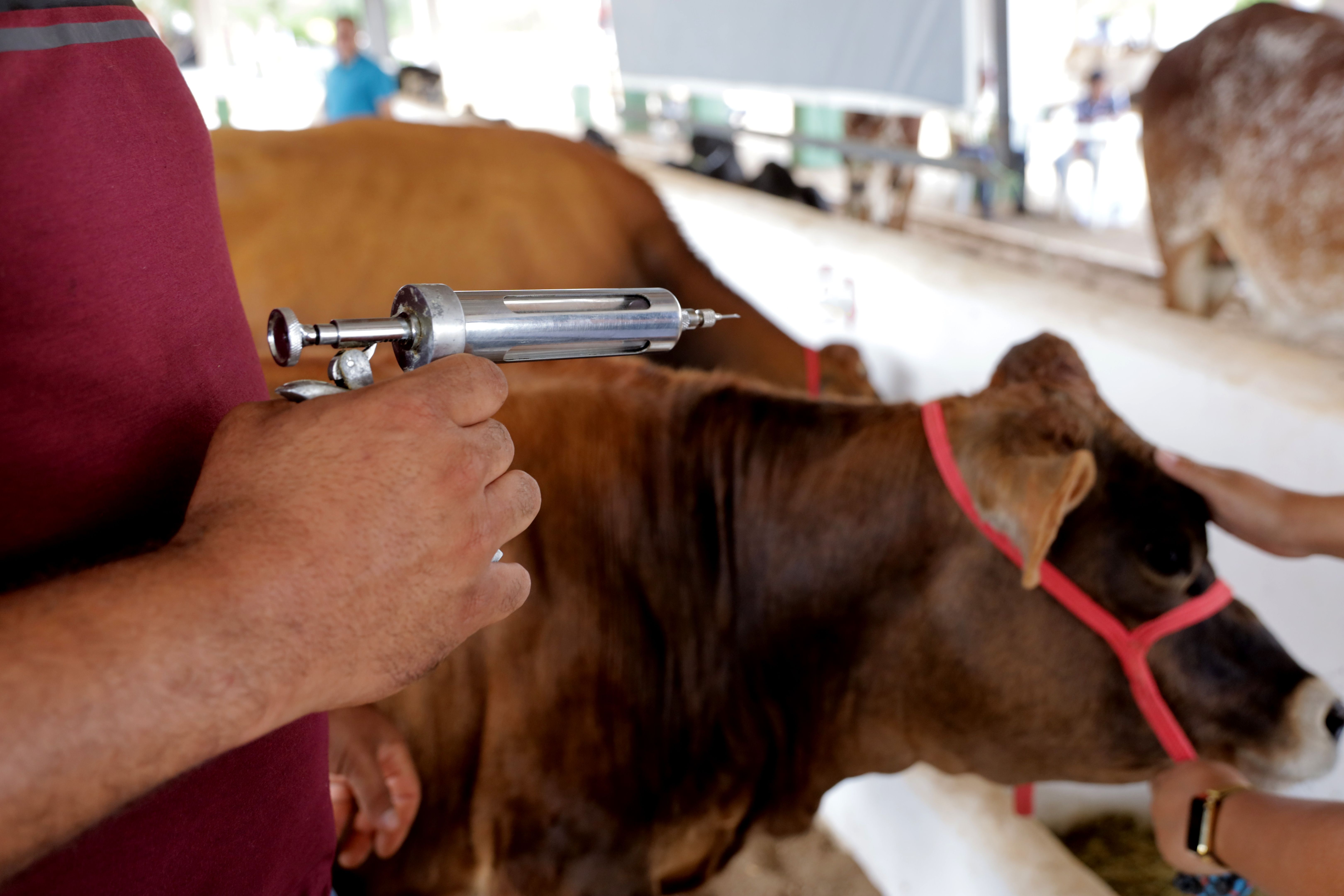 treatment to combat foot-and-mouth disease
