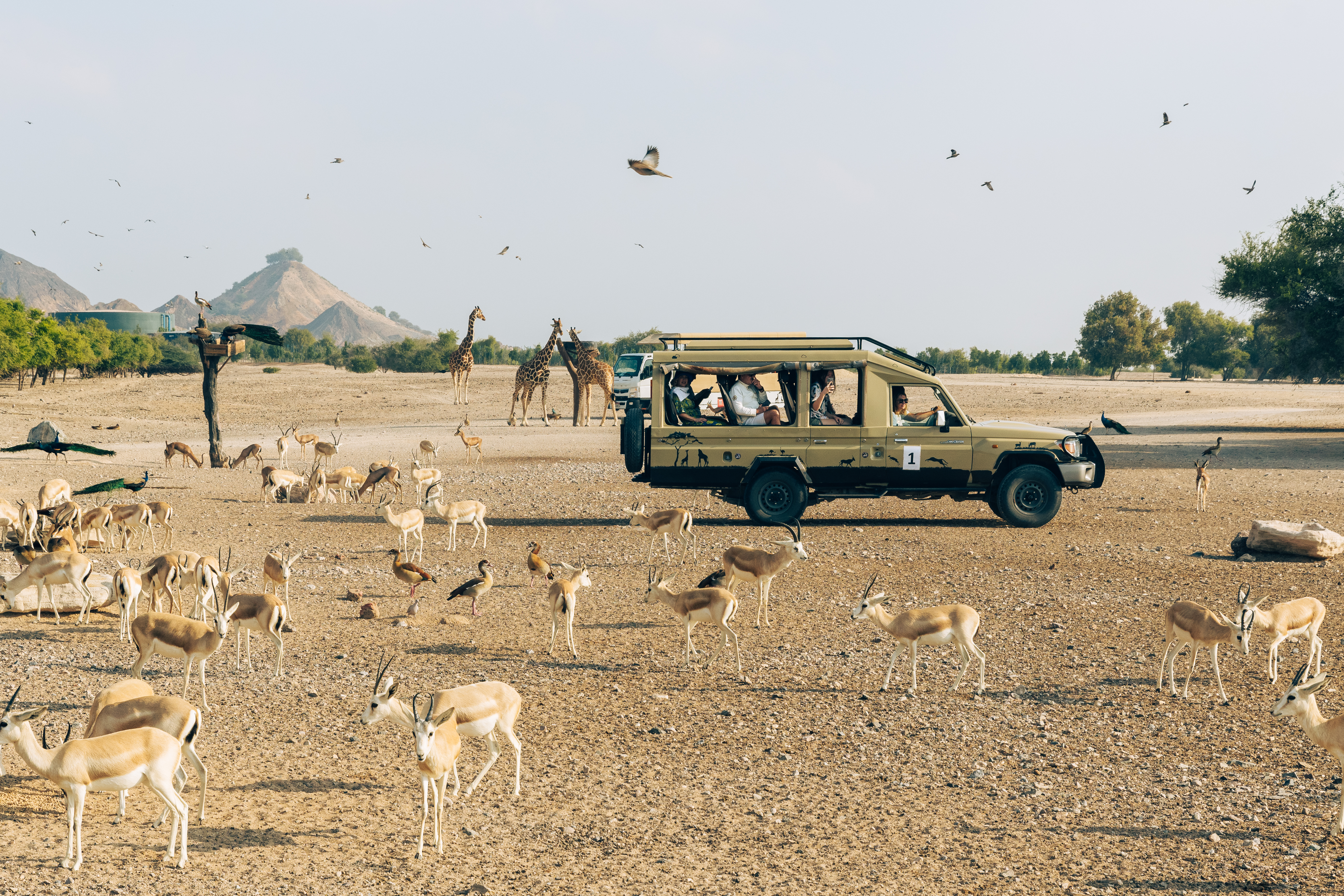 Safari Spectacle at Sir Bani Ya