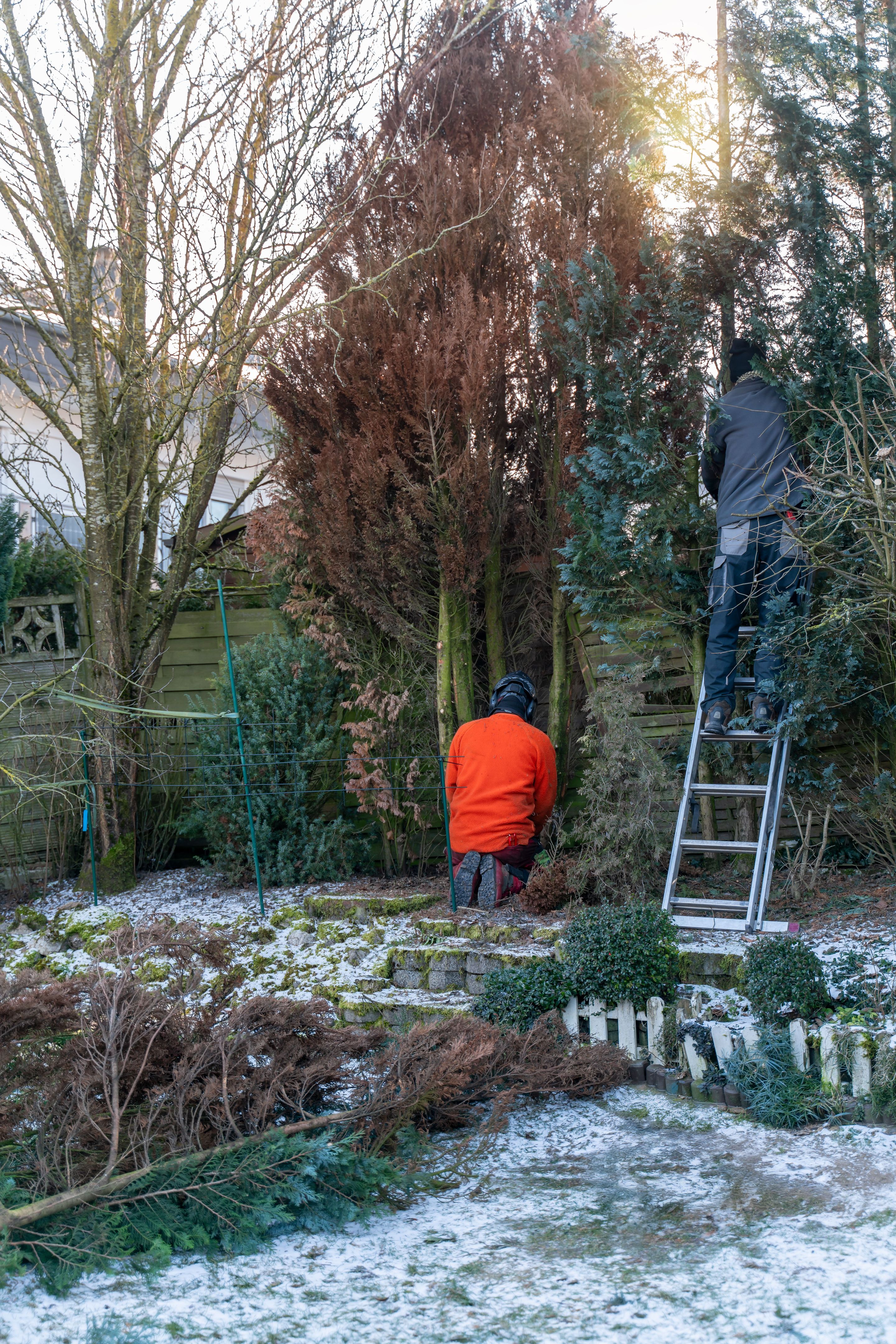 winter tree care