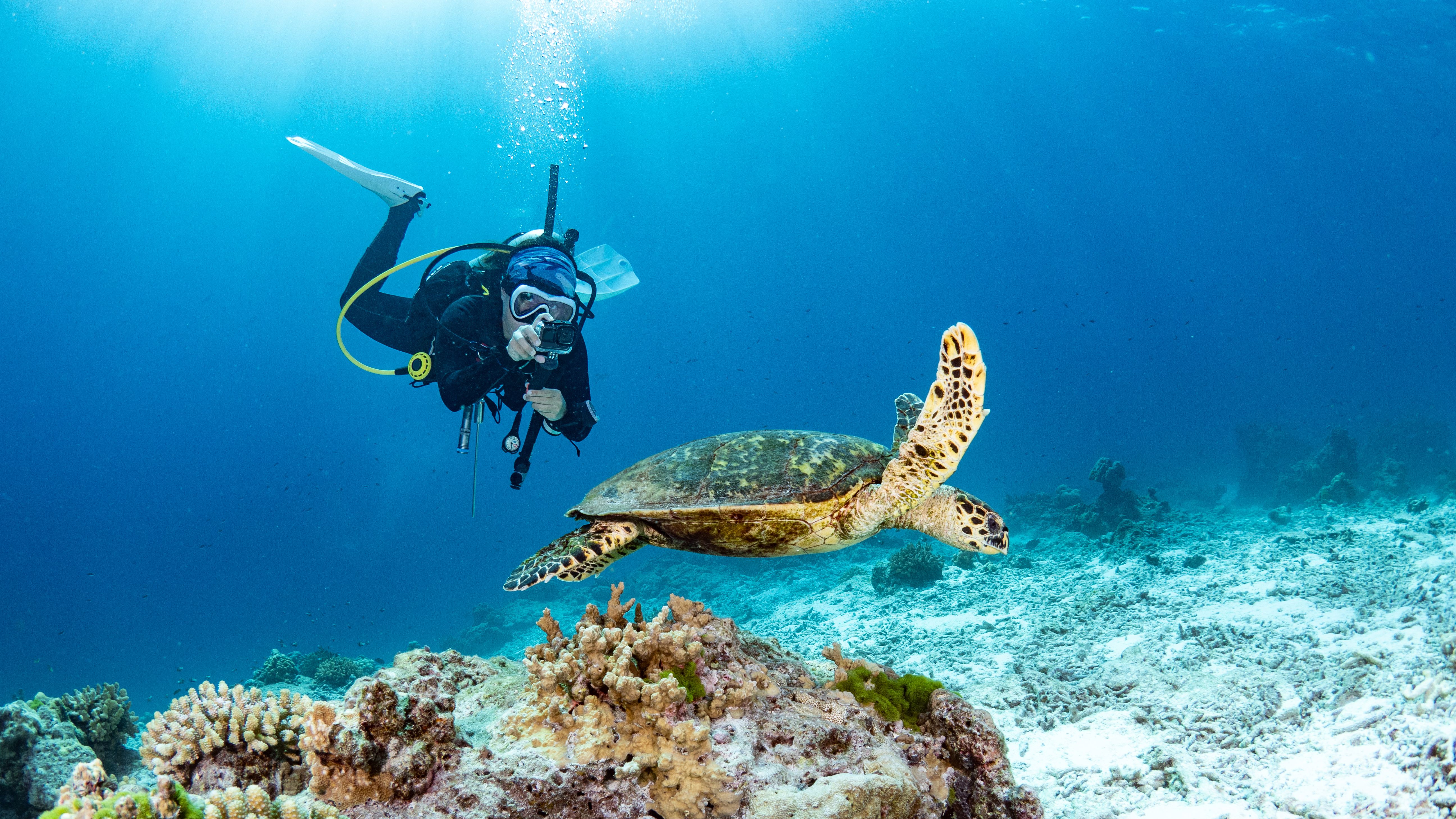 marine life
