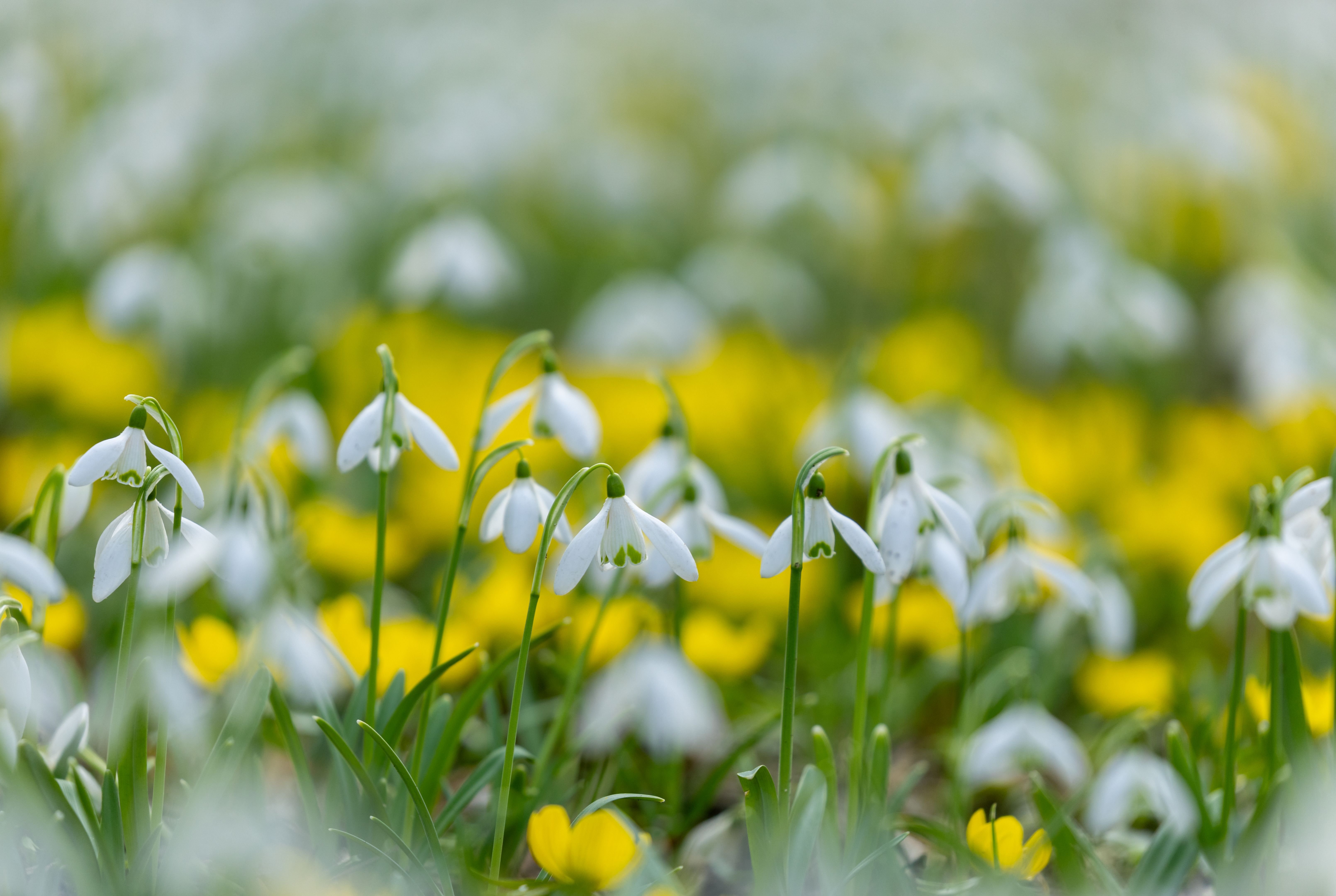 Nahaufnahme von Schneeglöckchen (Galanthus)