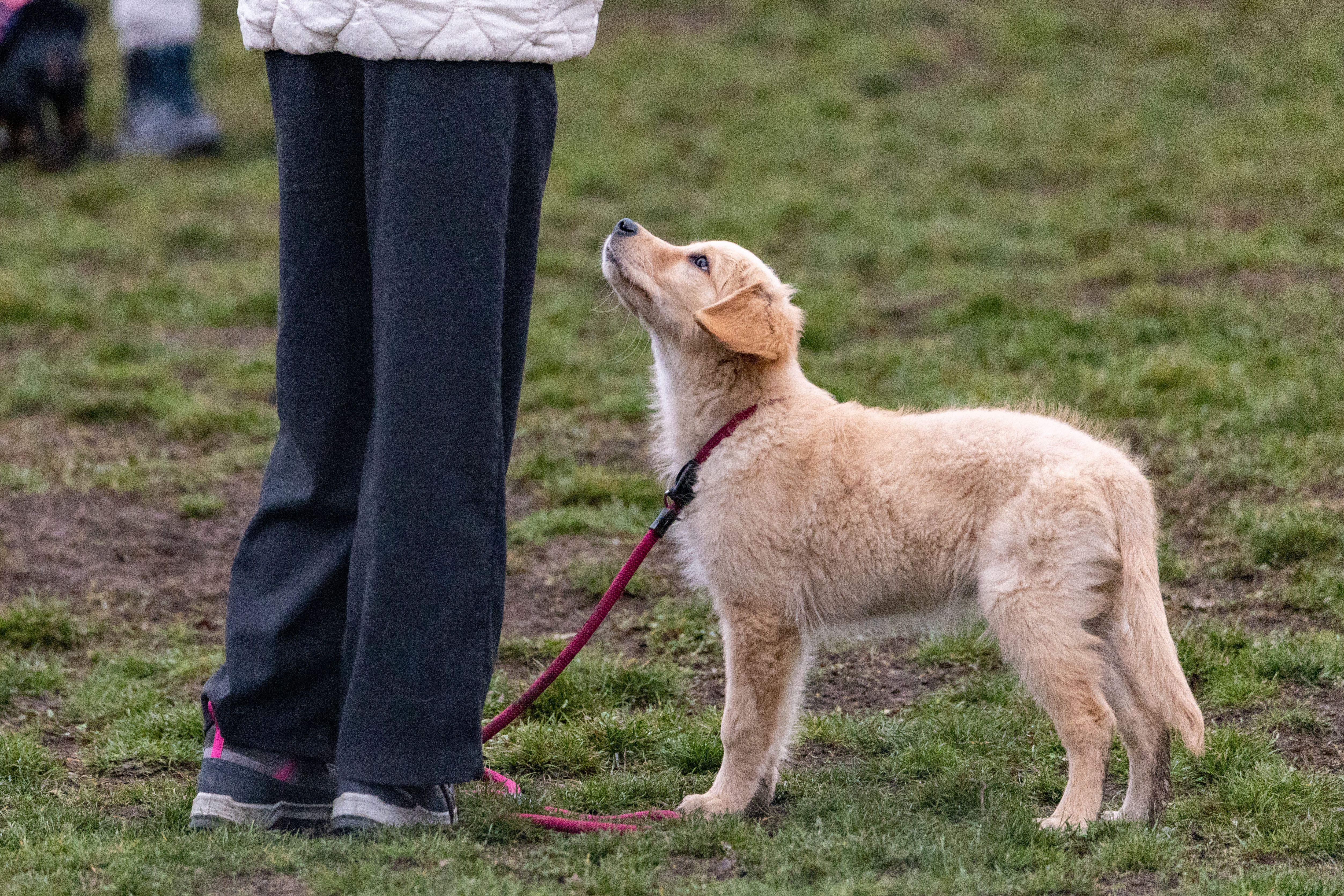 puppy learning styles