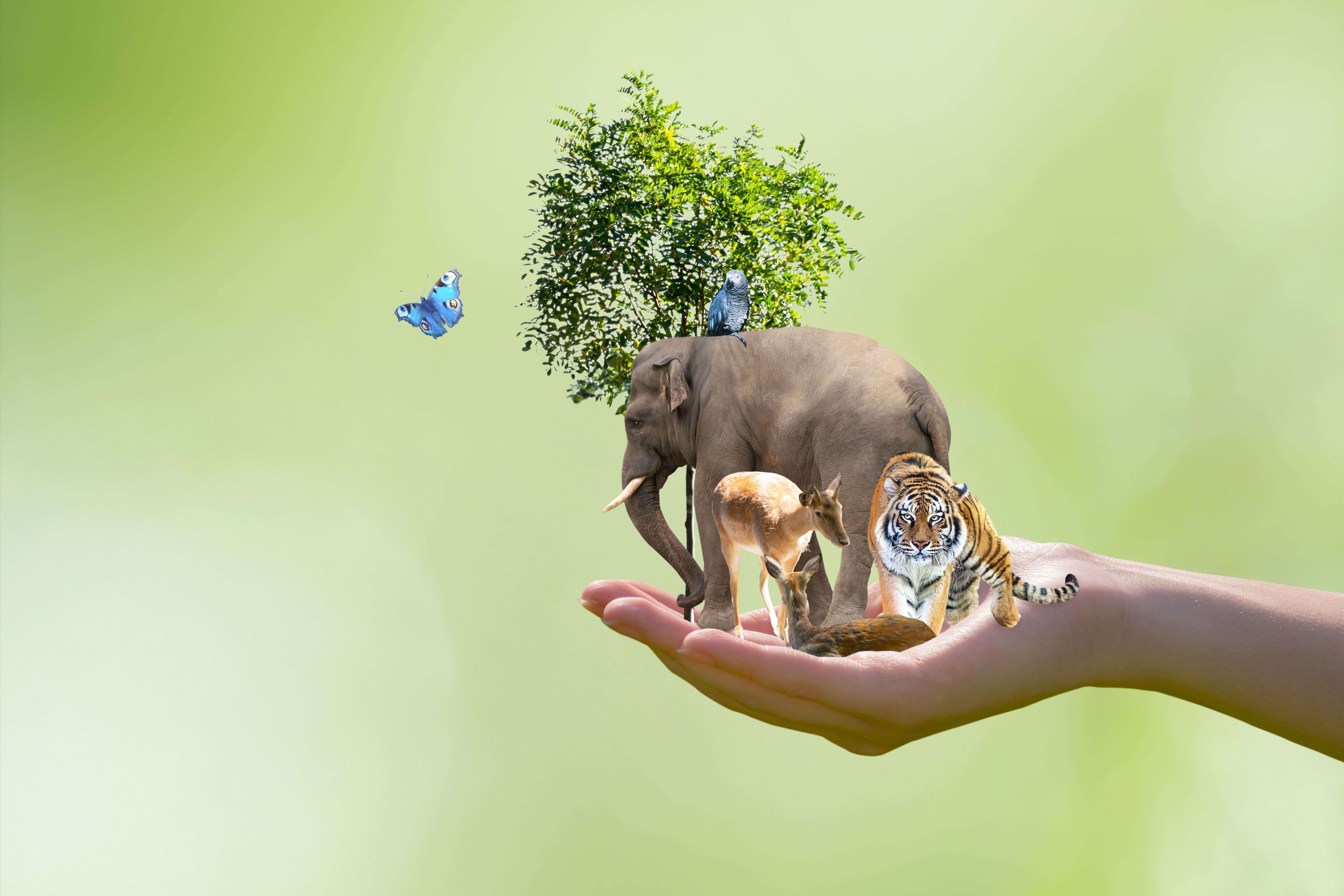 wildlife conservation
