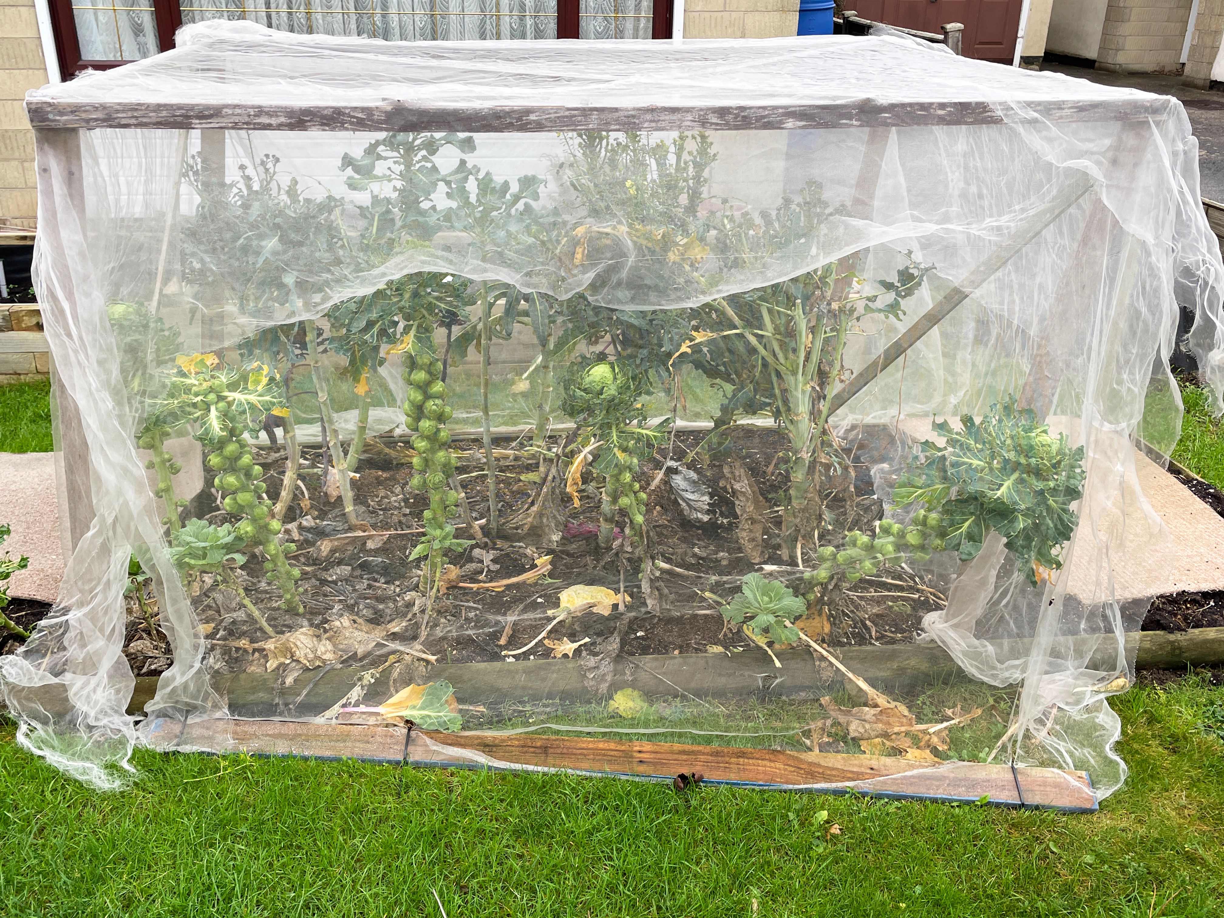 protecting plants winter