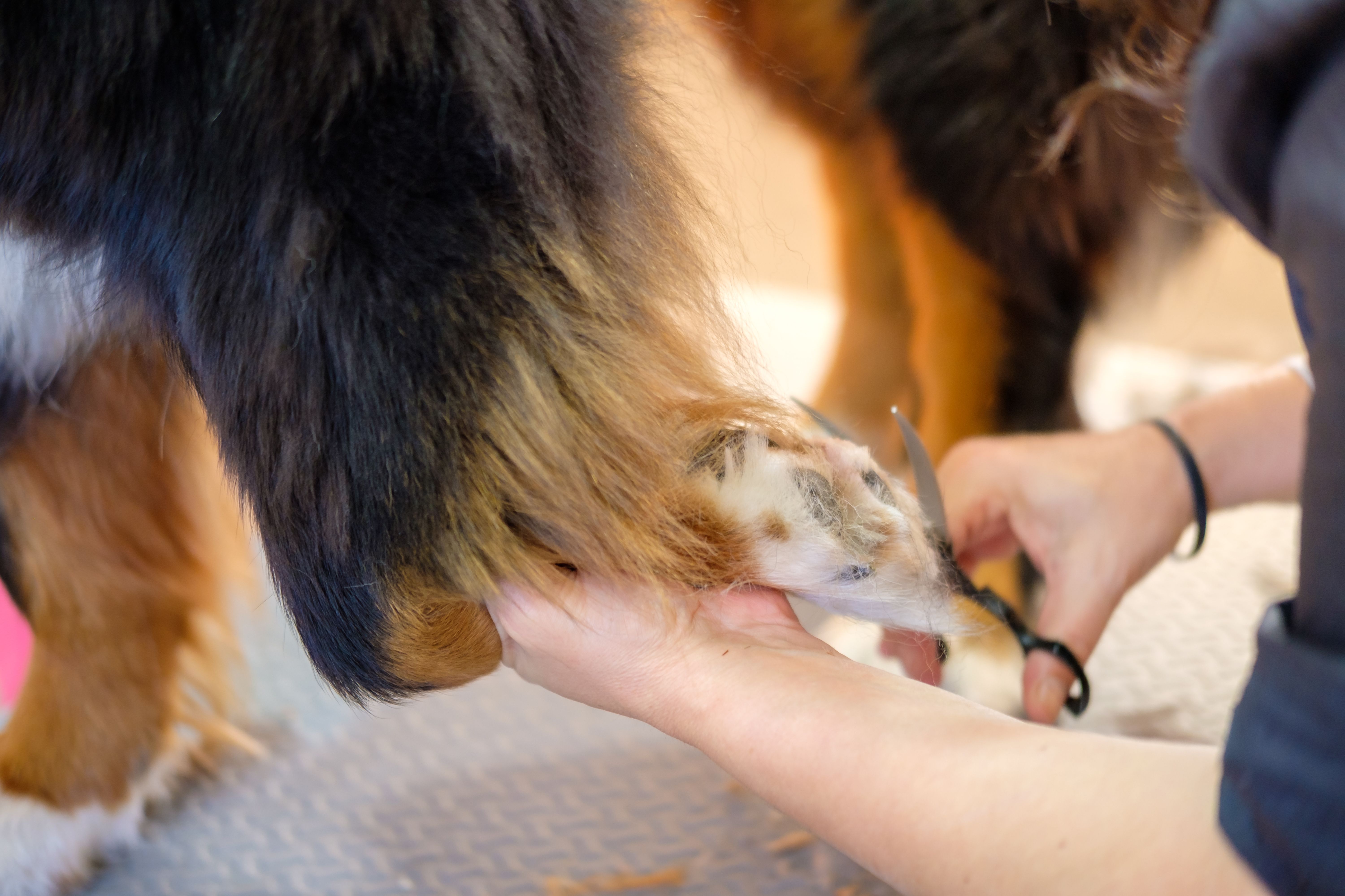 Bernese Mountain Dog having a grooming session