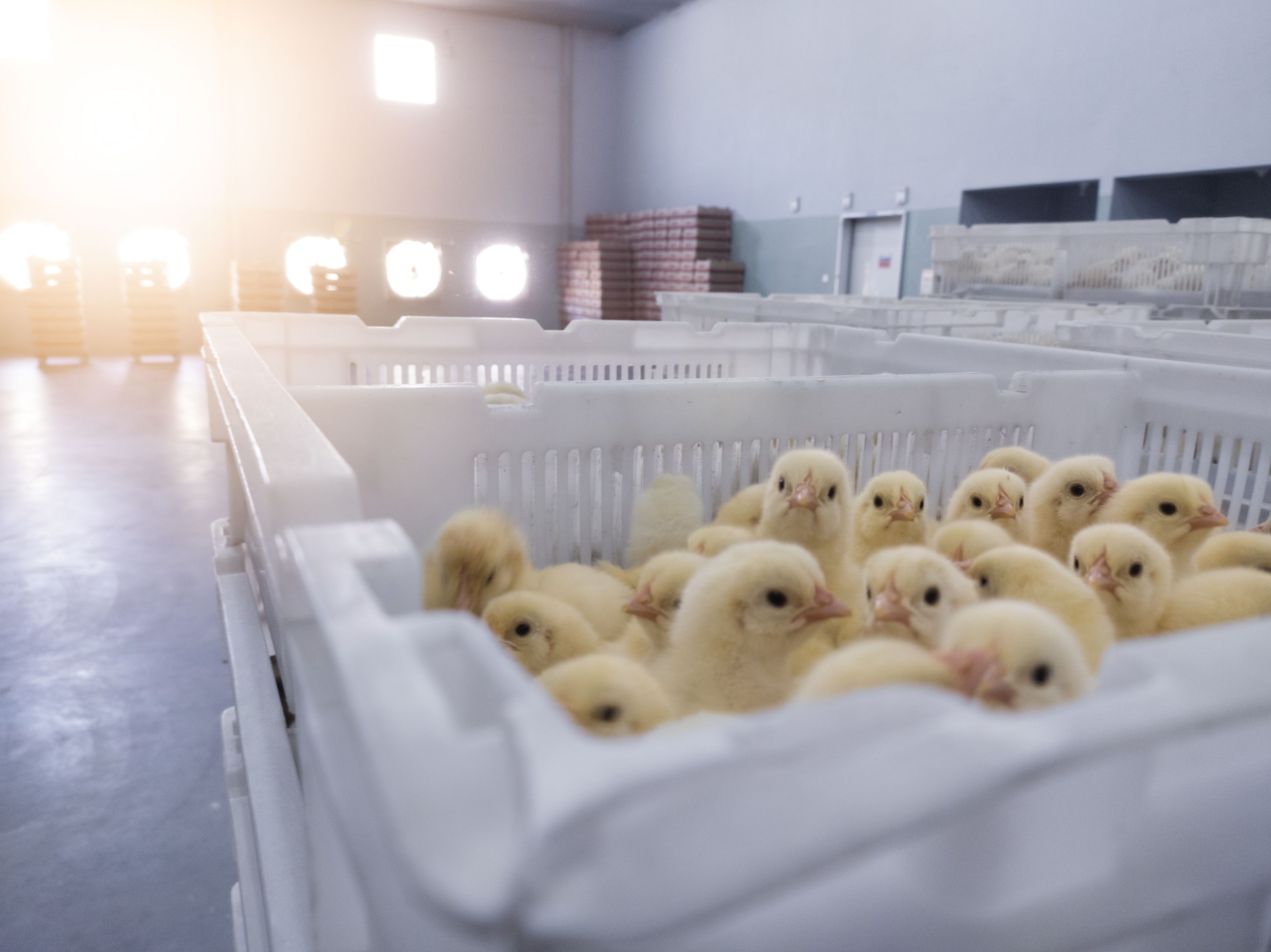 Chicken in basket day old chick new born on the broiler farm hatchery productivity.