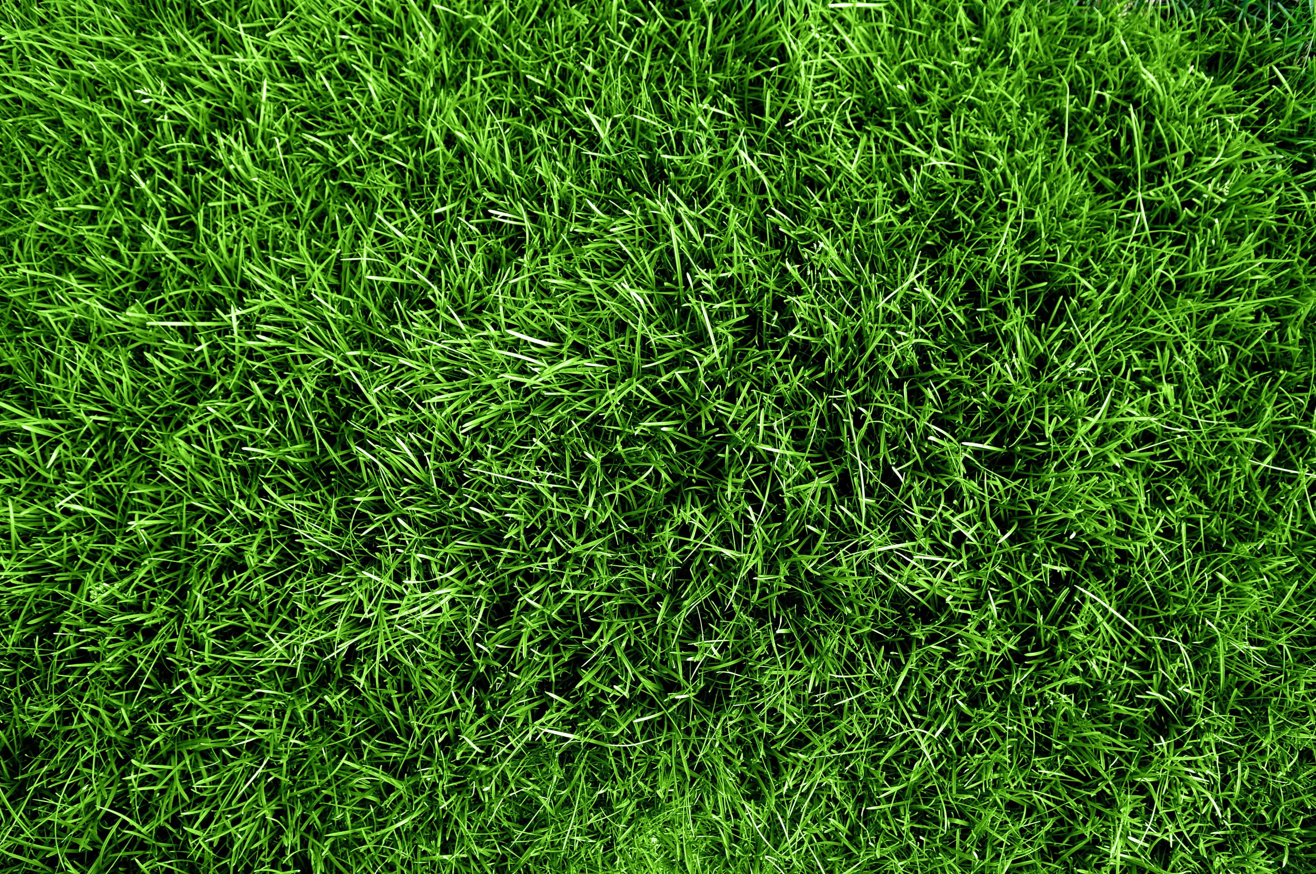 green grass closeup