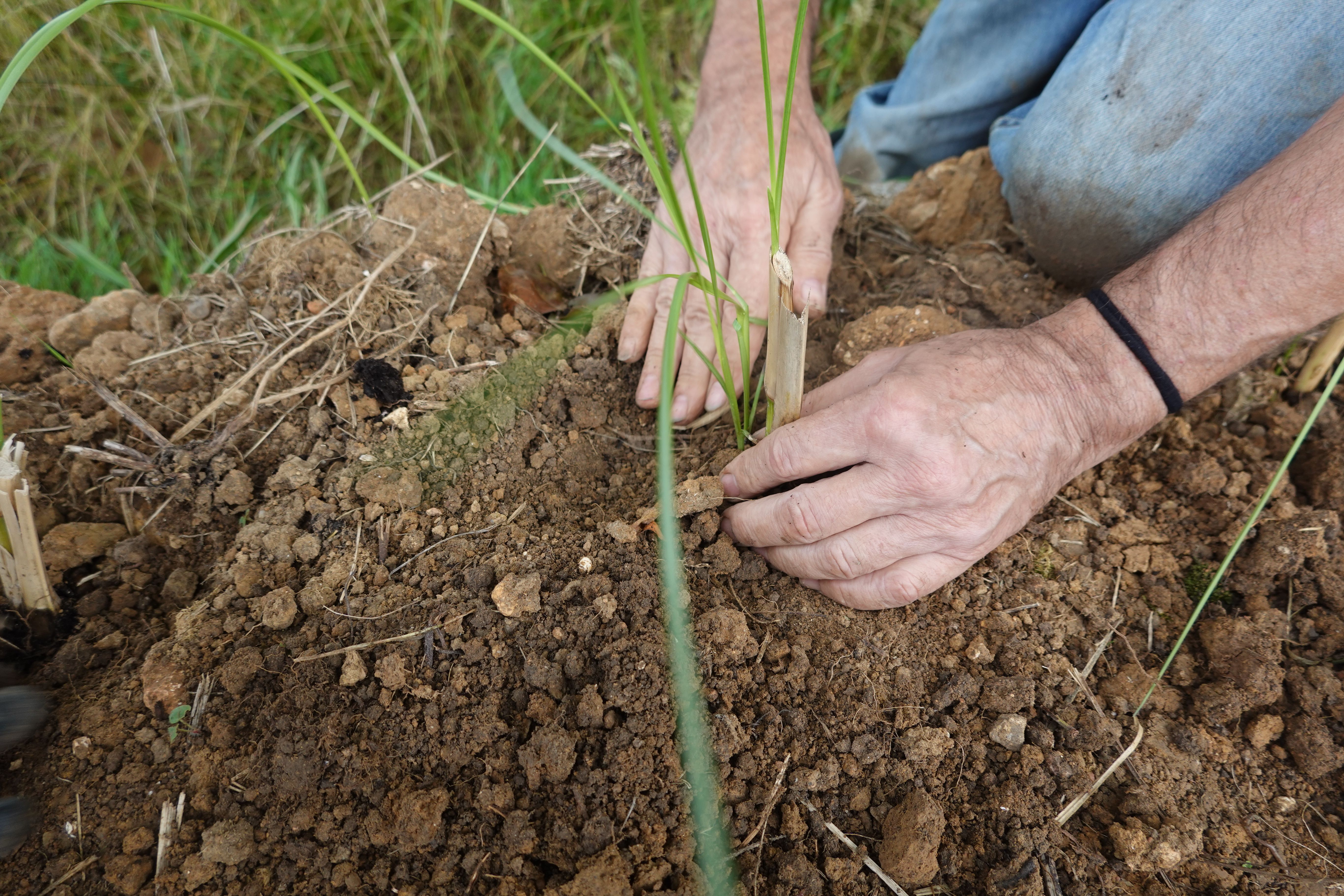 indigenous knowledge
