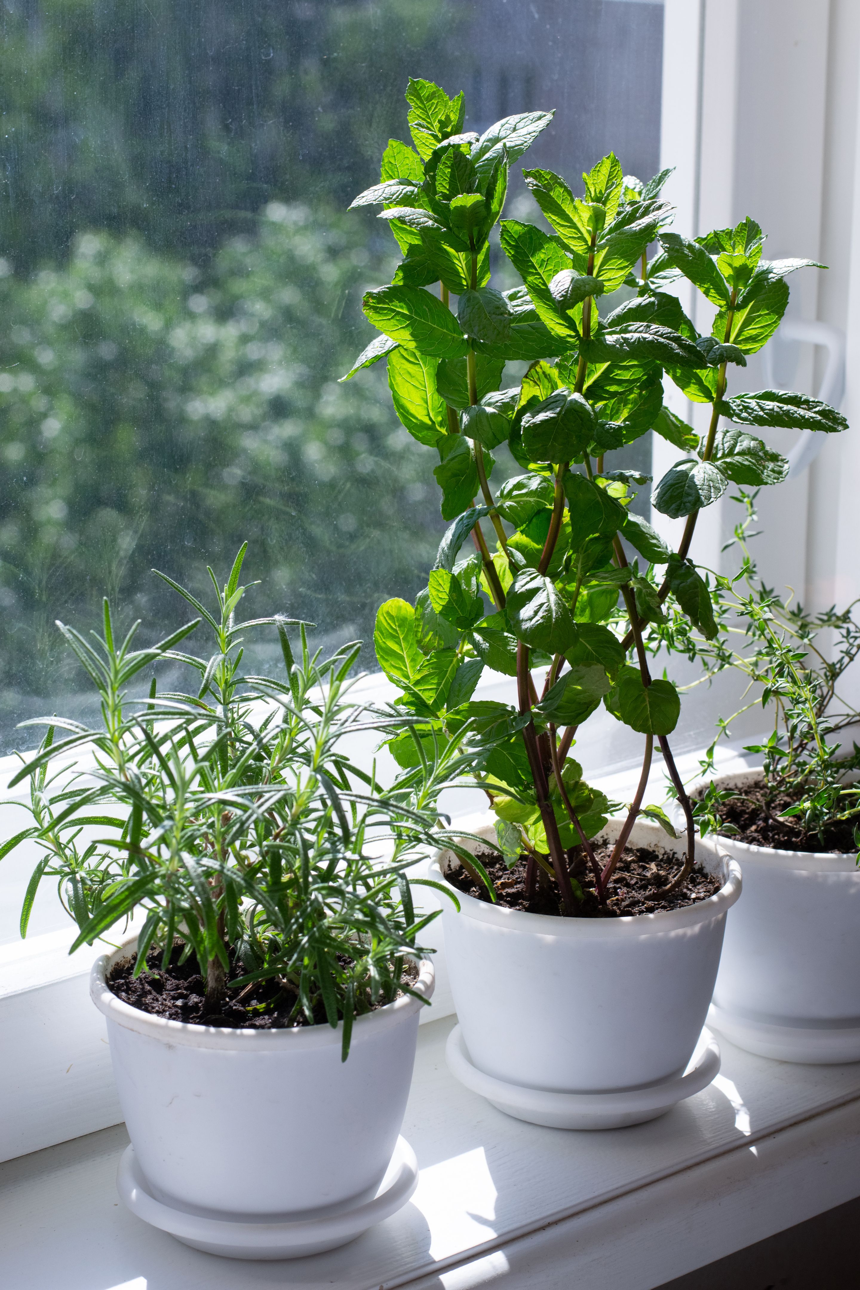 Rosemary, mint, thyme in pots on window sill