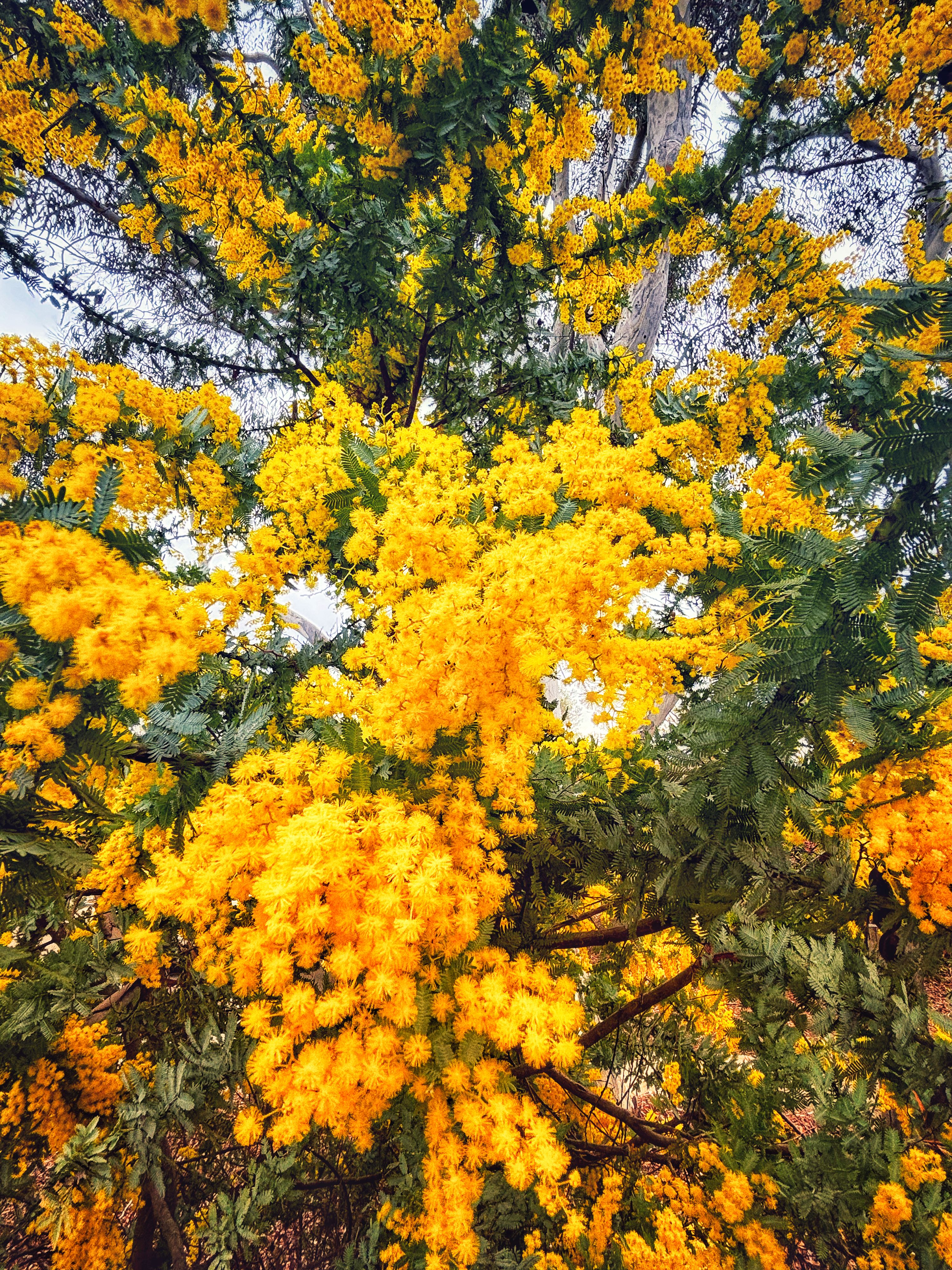 canberra native plants