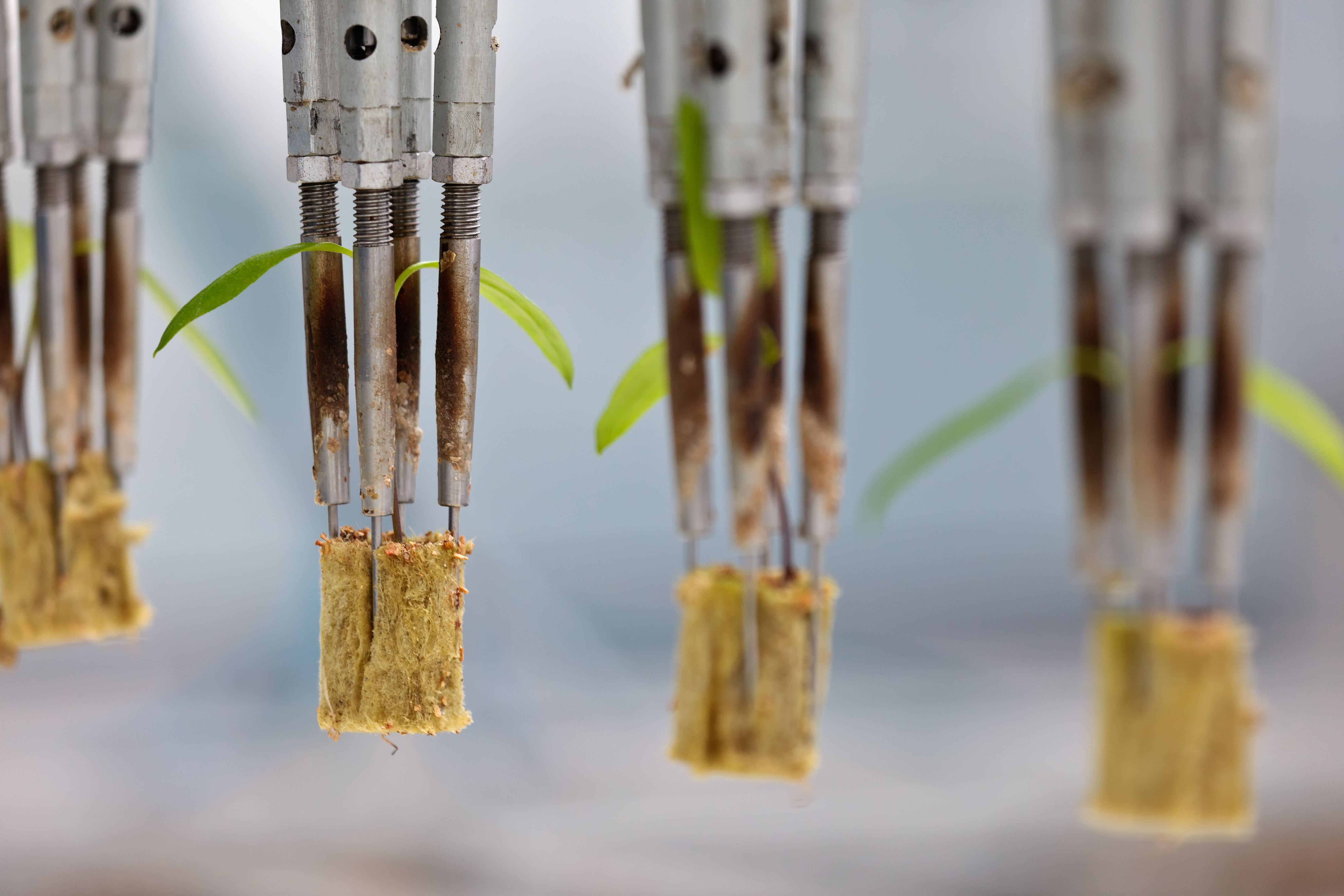 seeding robots