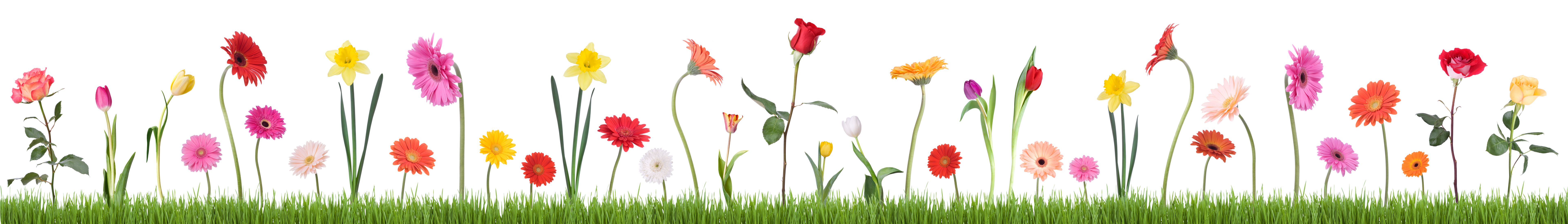 spring flowers tarot